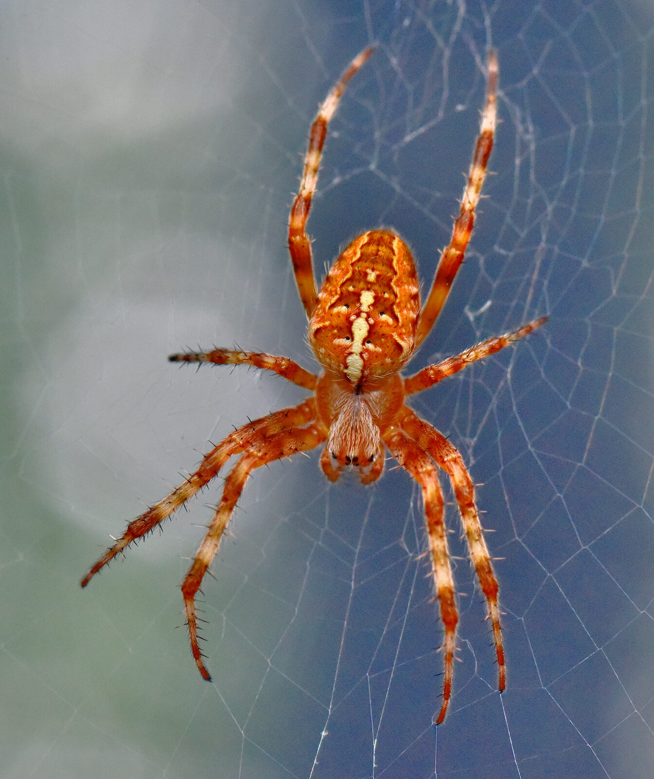Valokuvaaja: Reijo Juurinen Valokuvaaja: Reijo Juurinen