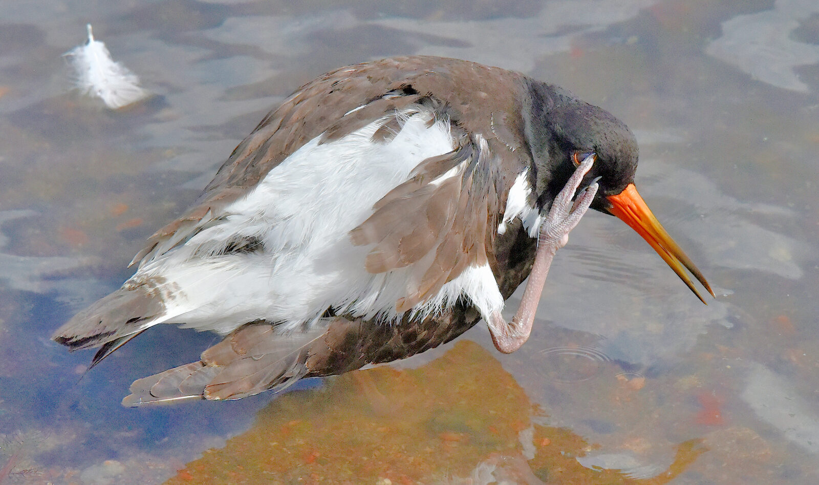 Valokuvaaja: Reijo Juurinen