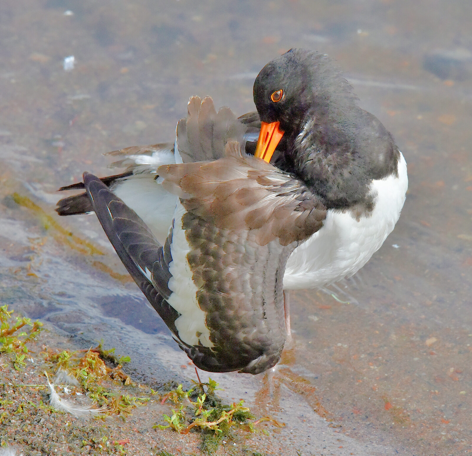 Valokuvaaja: Reijo Juurinen