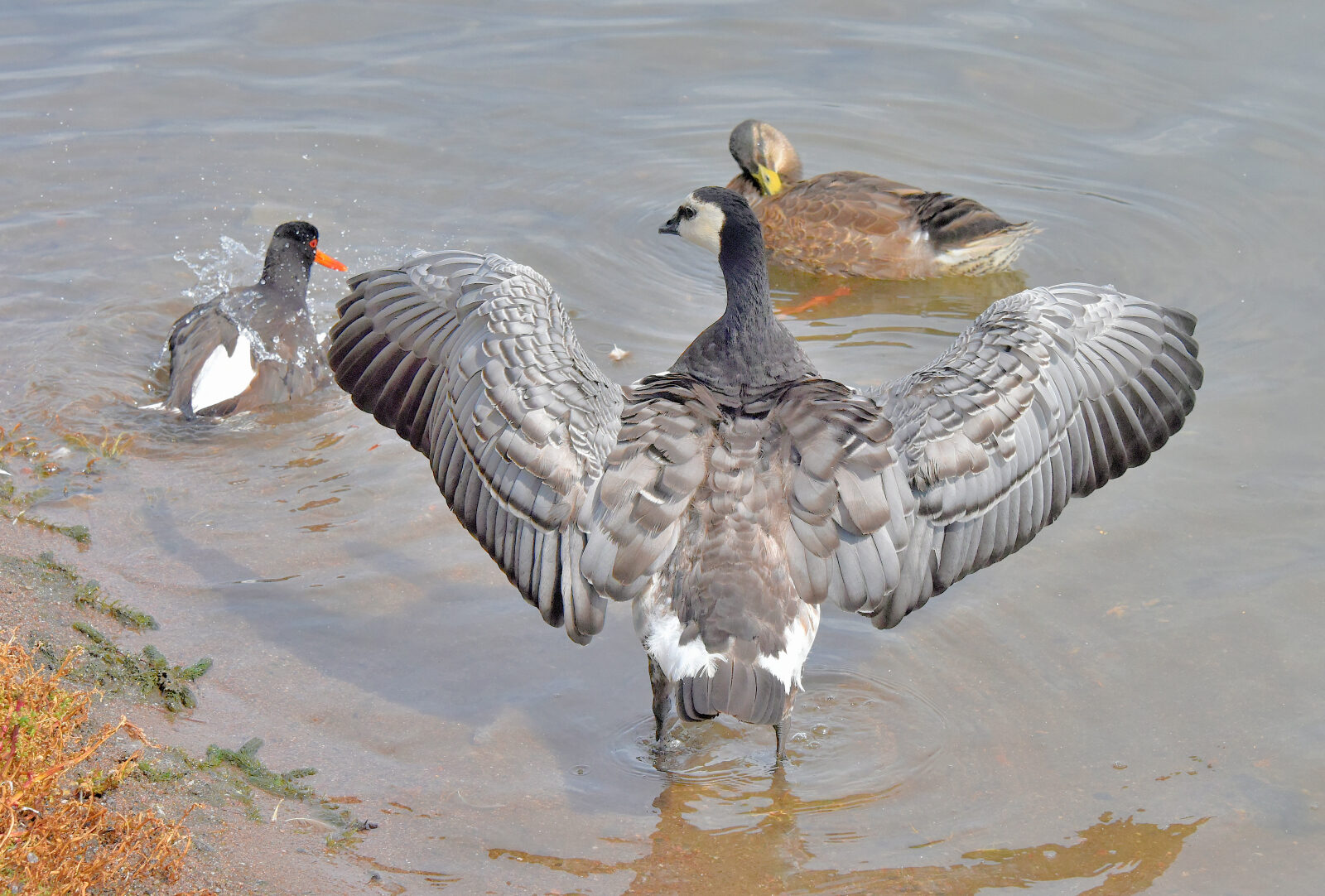 Valokuvaaja: Reijo Juurinen