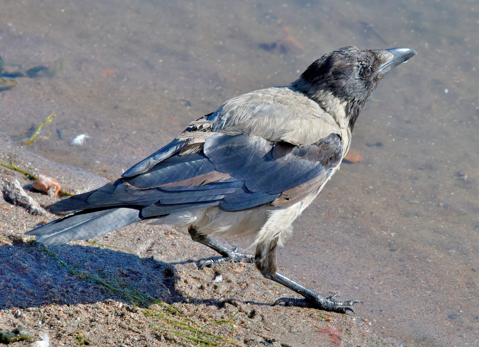 Valokuvaaja: Reijo Juurinen Valokuvaaja: Reijo Juurinen
