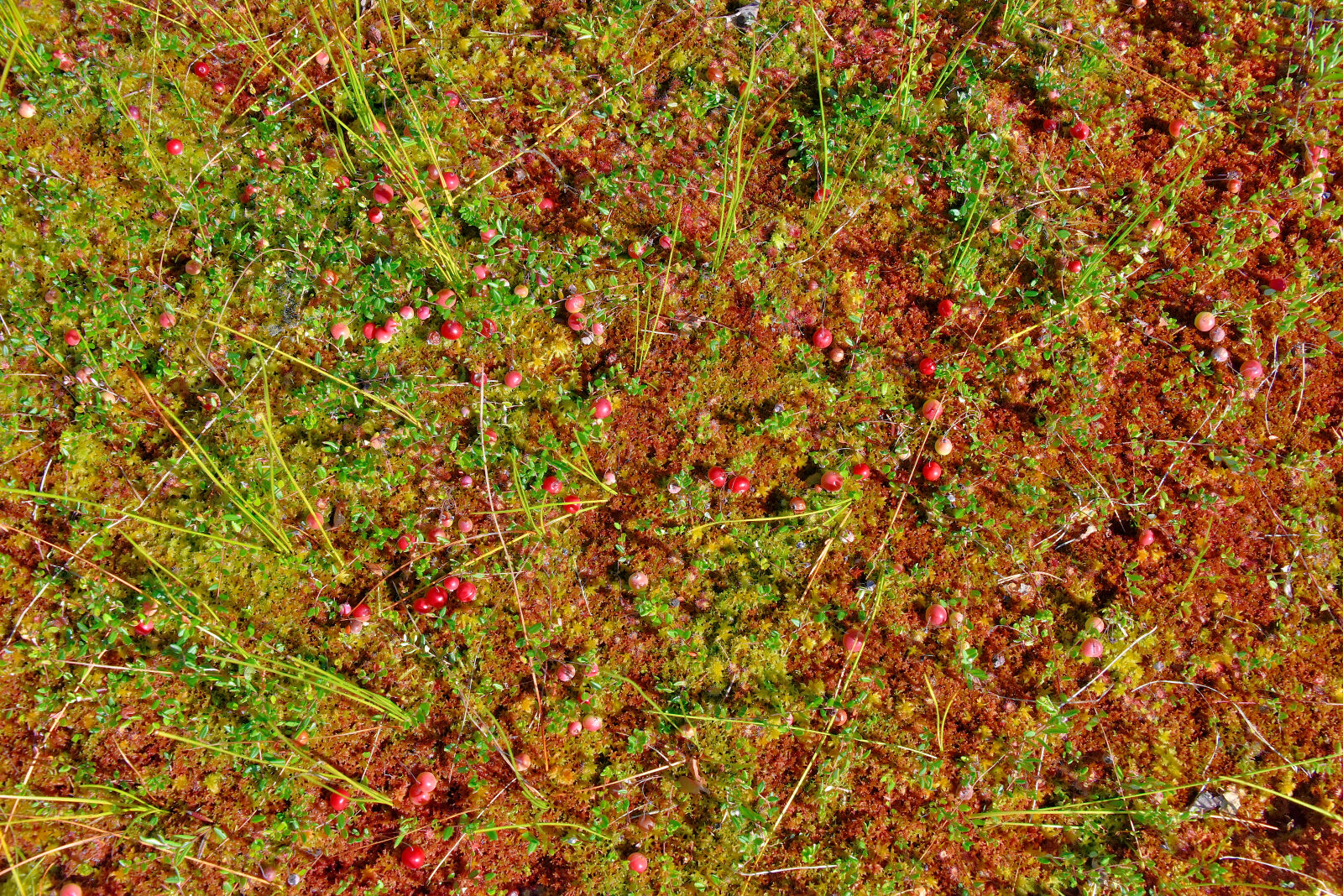 Valokuvaaja: Reijo Juurinen