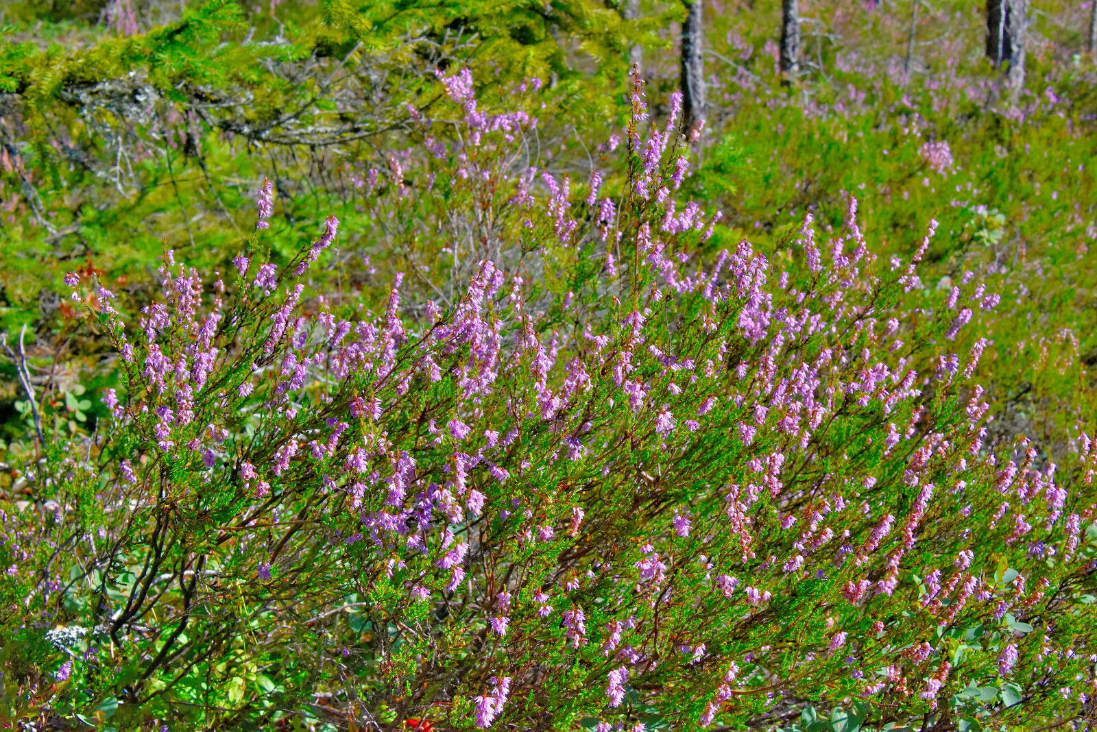 Valokuvaaja: Reijo Juurinen