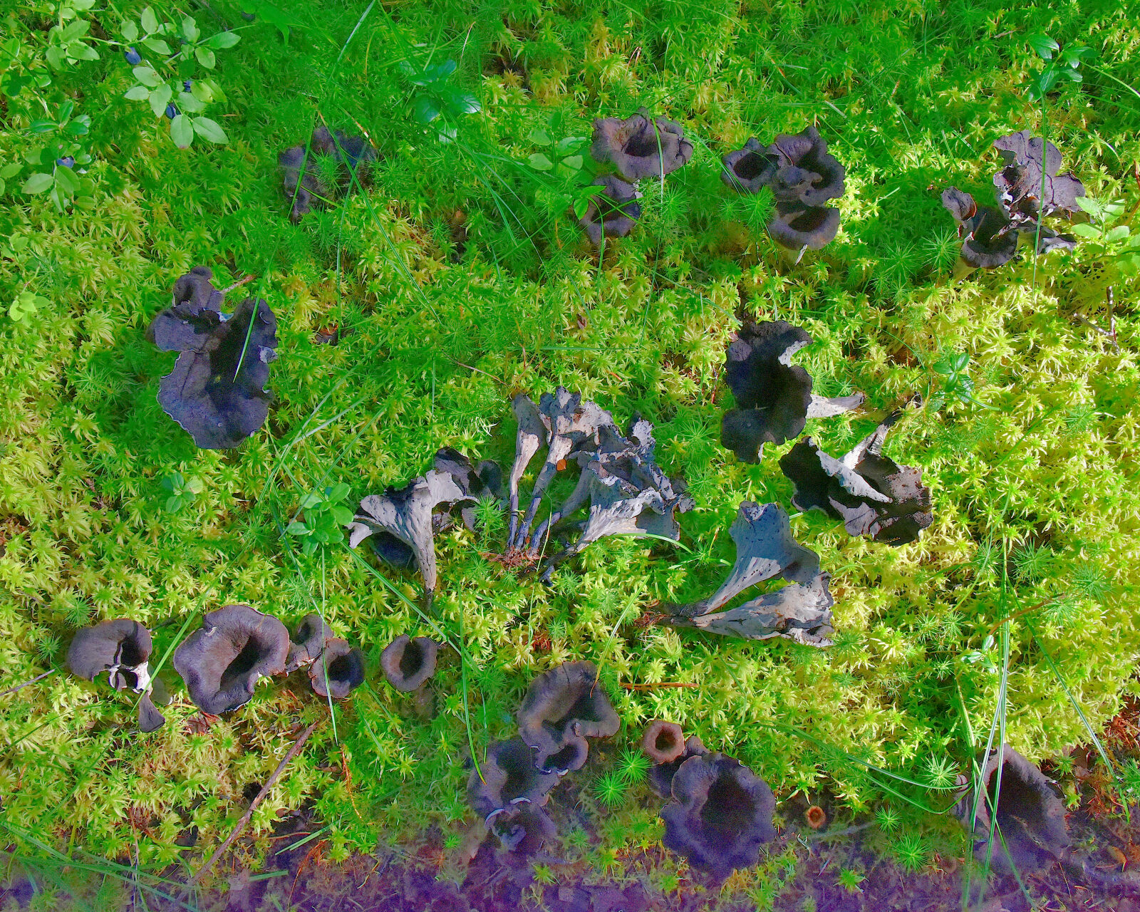 Valokuvaaja: Reijo Juurinen Valokuvaaja: Reijo Juurinen