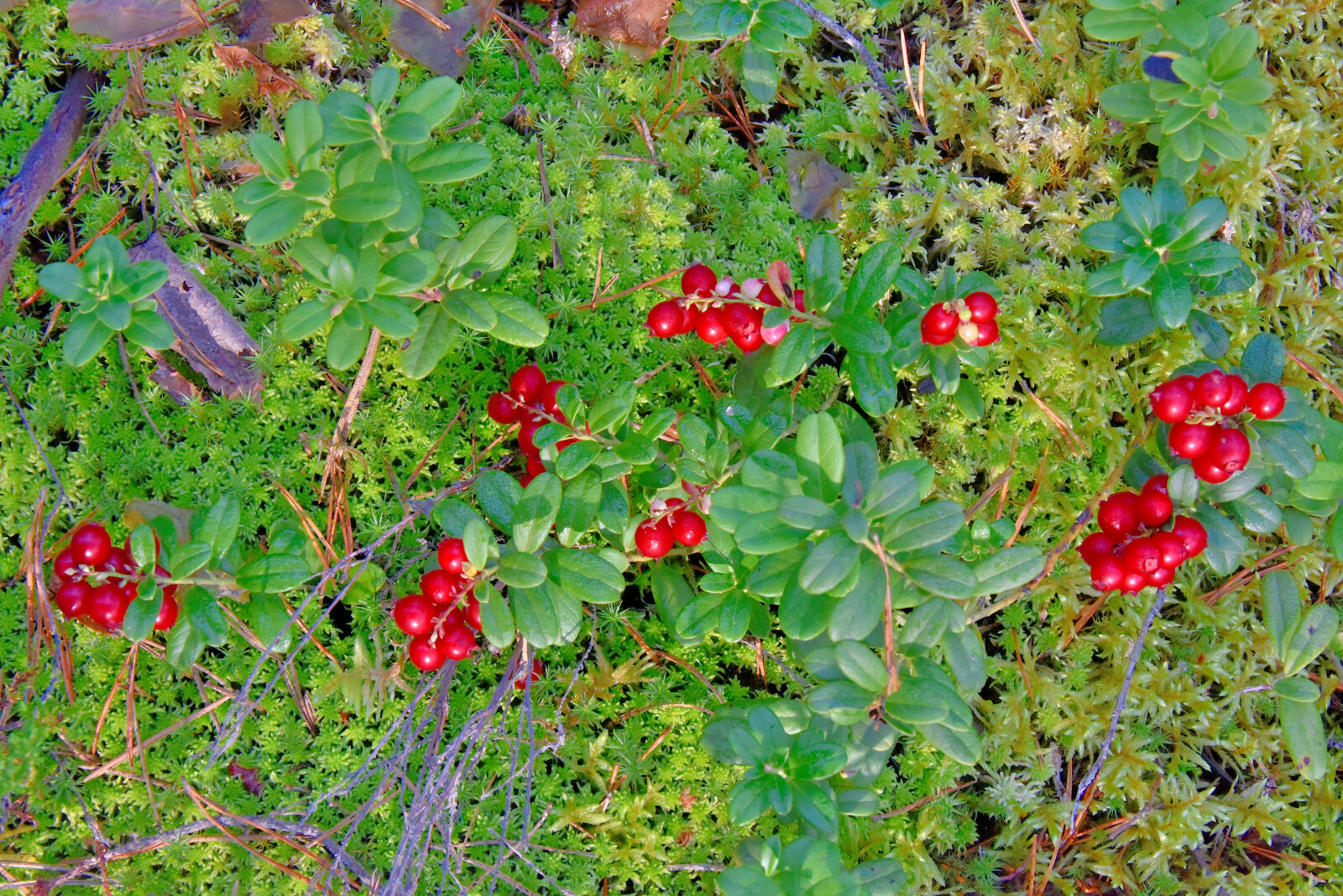 Valokuvaaja: Reijo Juurinen