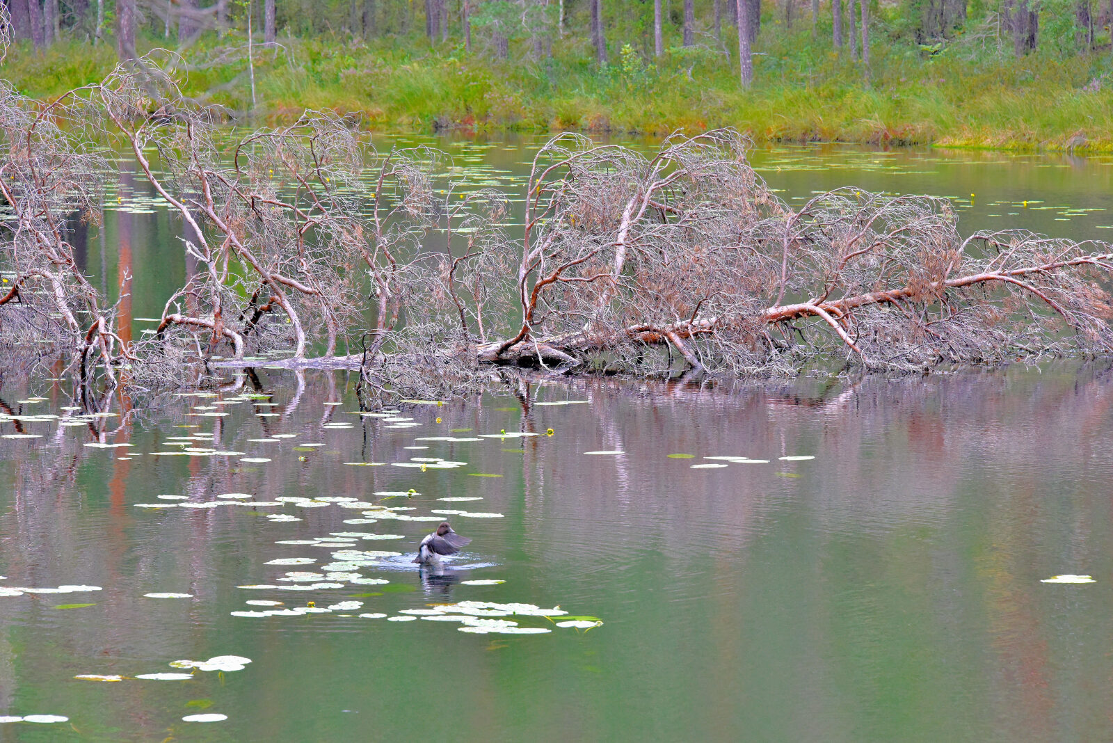 Valokuvaaja: Reijo Juurinen