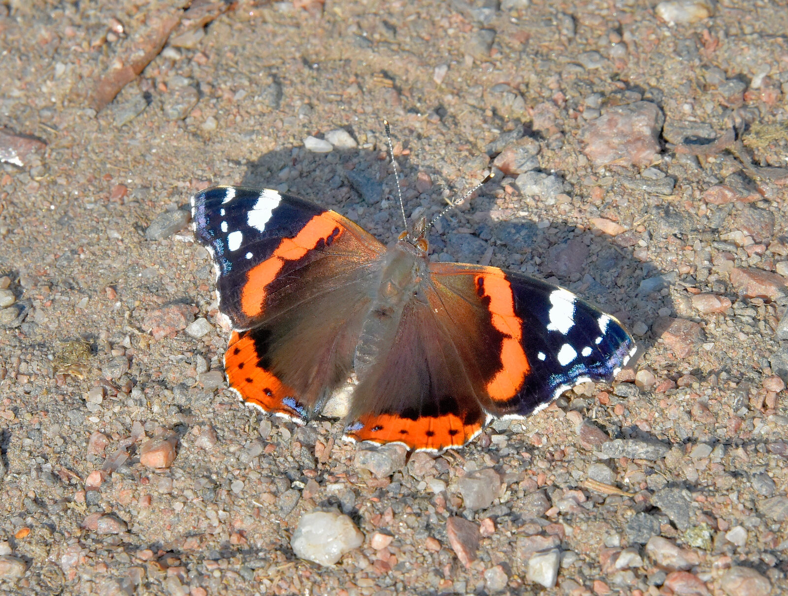 Valokuvaaja: Reijo Juurinen