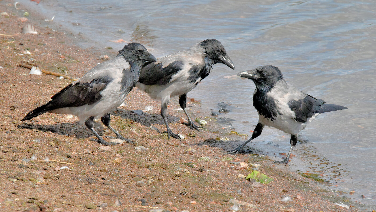 Valokuvaaja: Reijo Juurinen