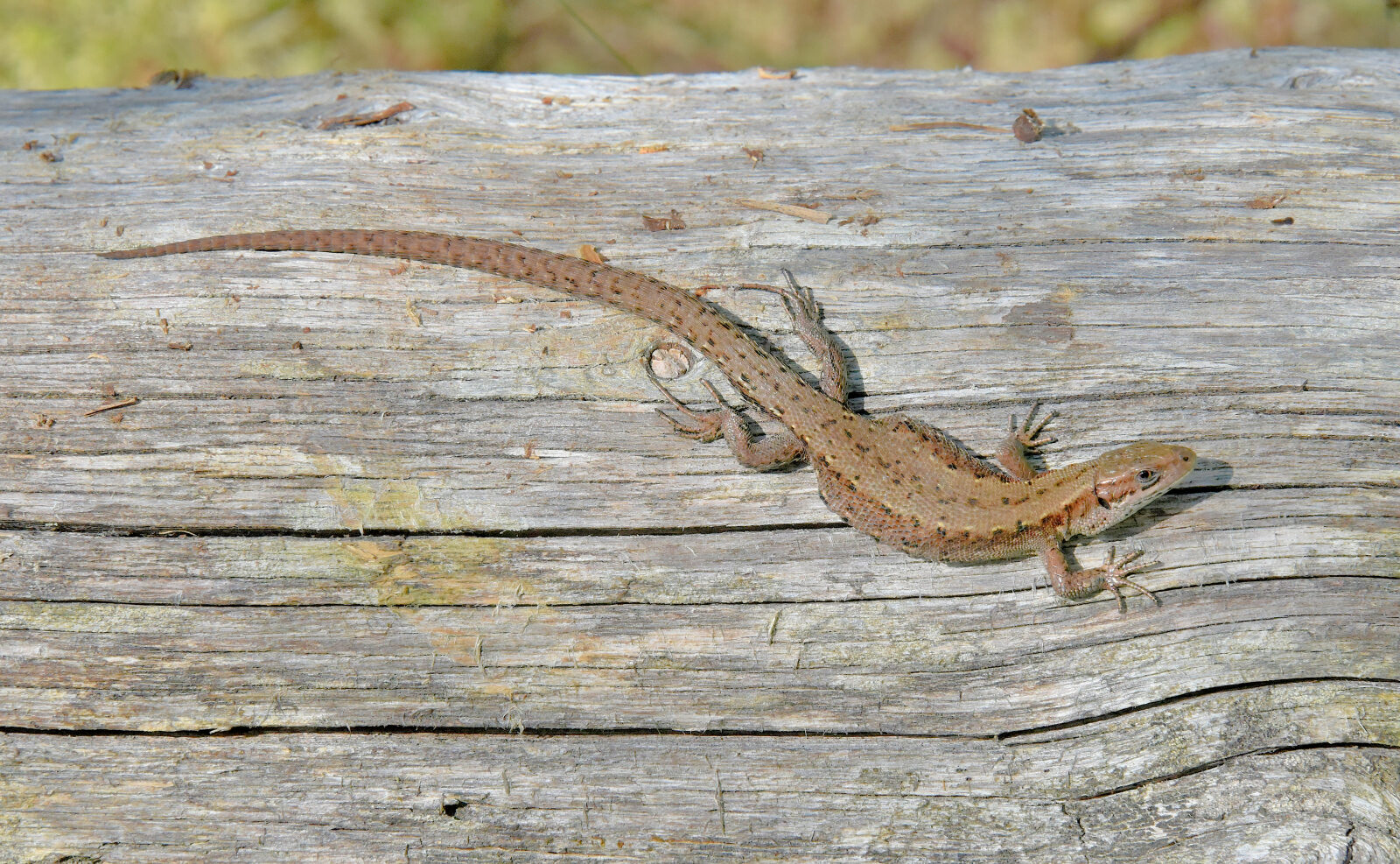 Valokuvaaja: Reijo Juurinen