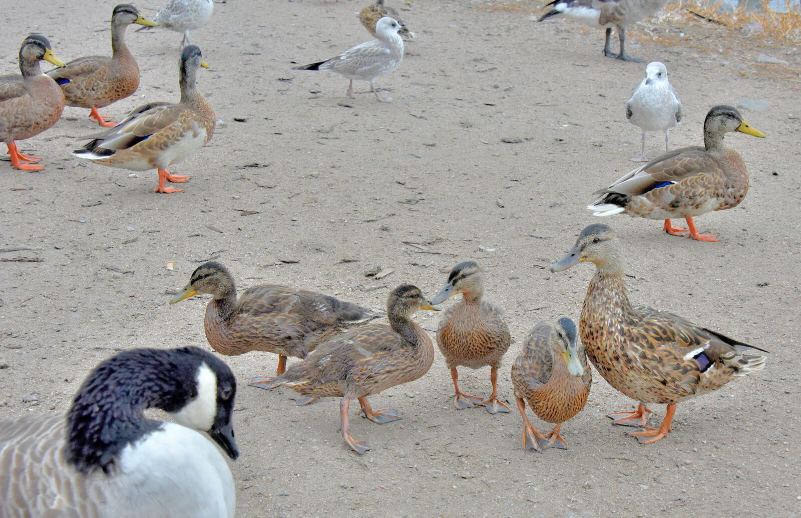 Valokuvaaja: Reijo Juurinen
