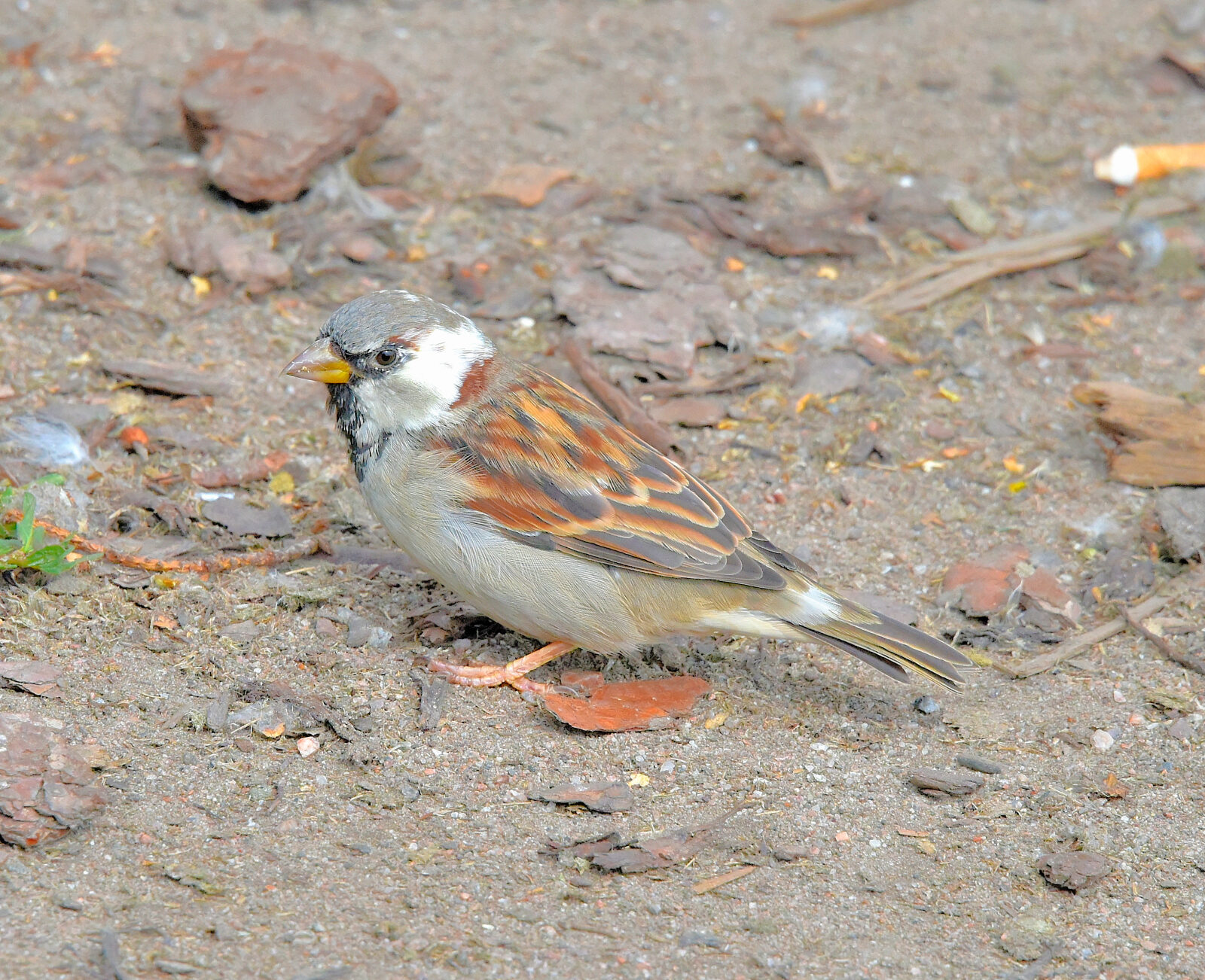 Valokuvaaja: Reijo Juurinen Valokuvaaja: Reijo Juurinen