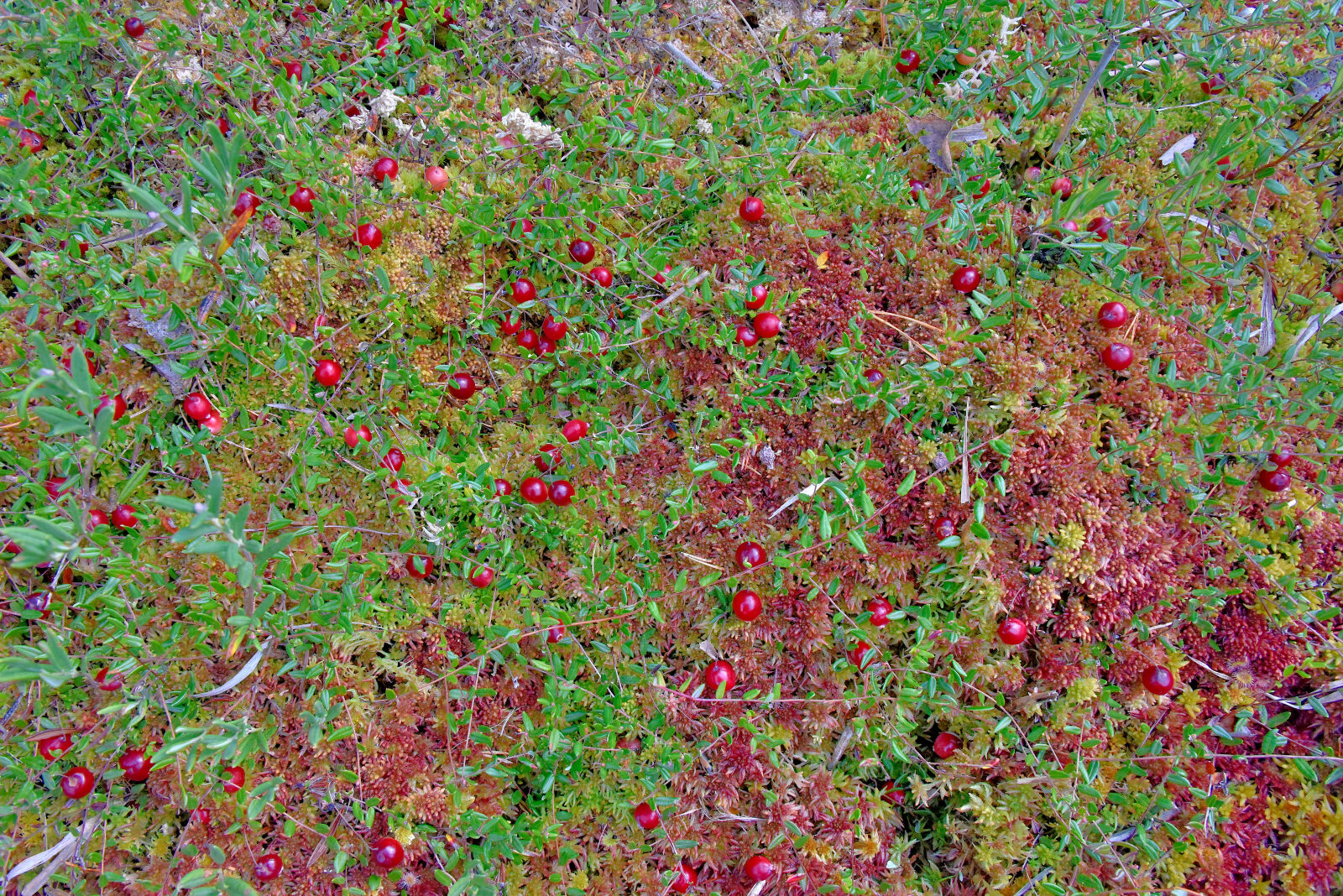 Valokuvaaja: Reijo Juurinen