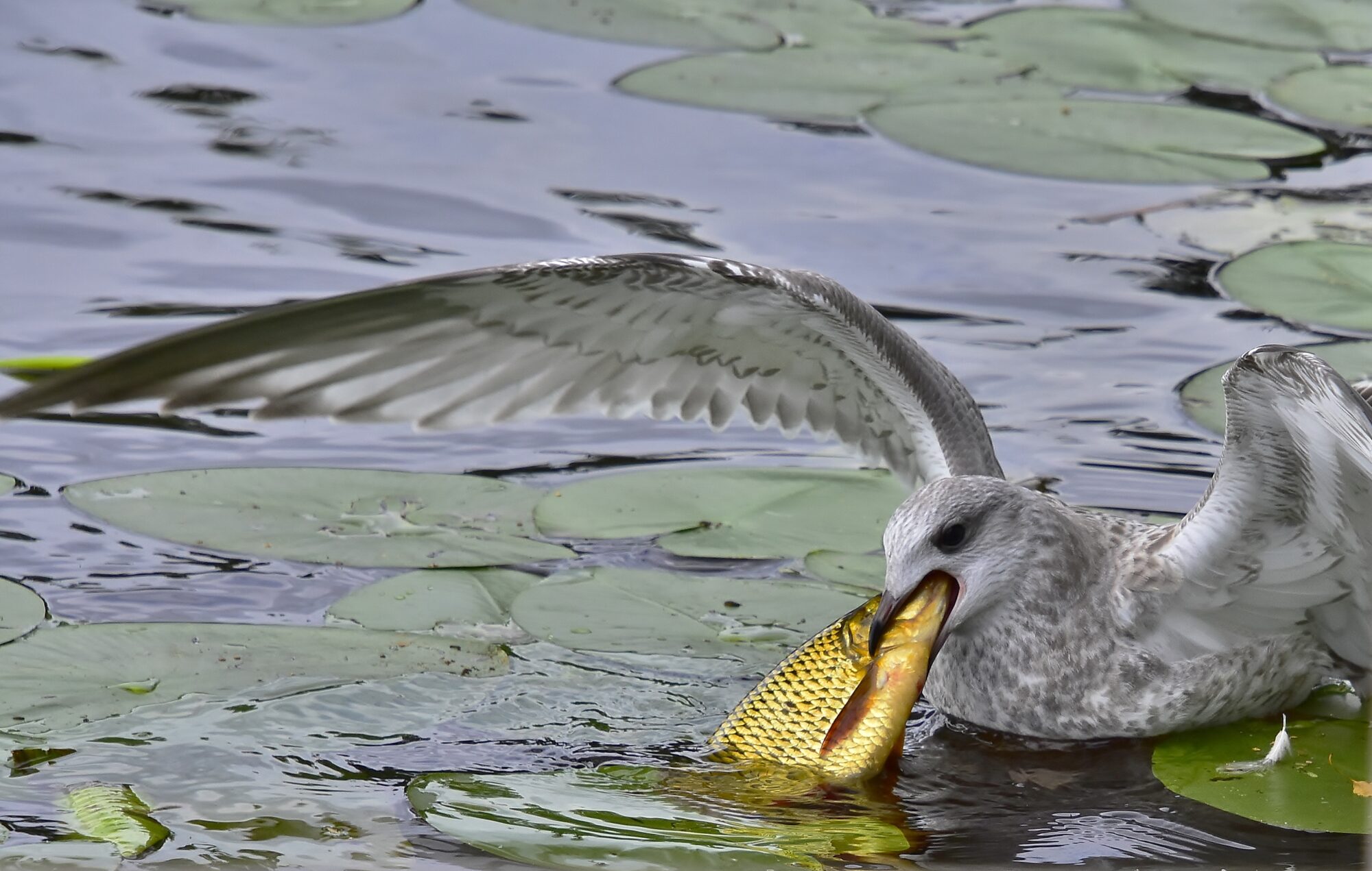 Valokuvaaja: Markku Pelkonen