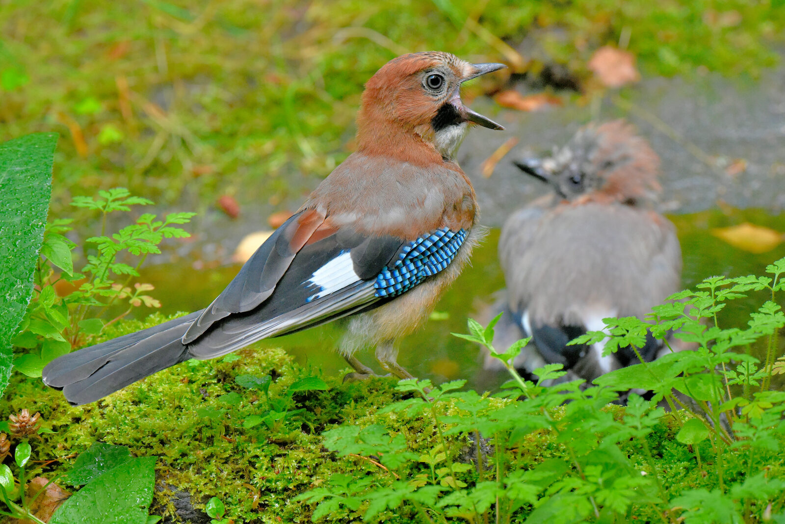 Valokuvaaja: Reijo Juurinen