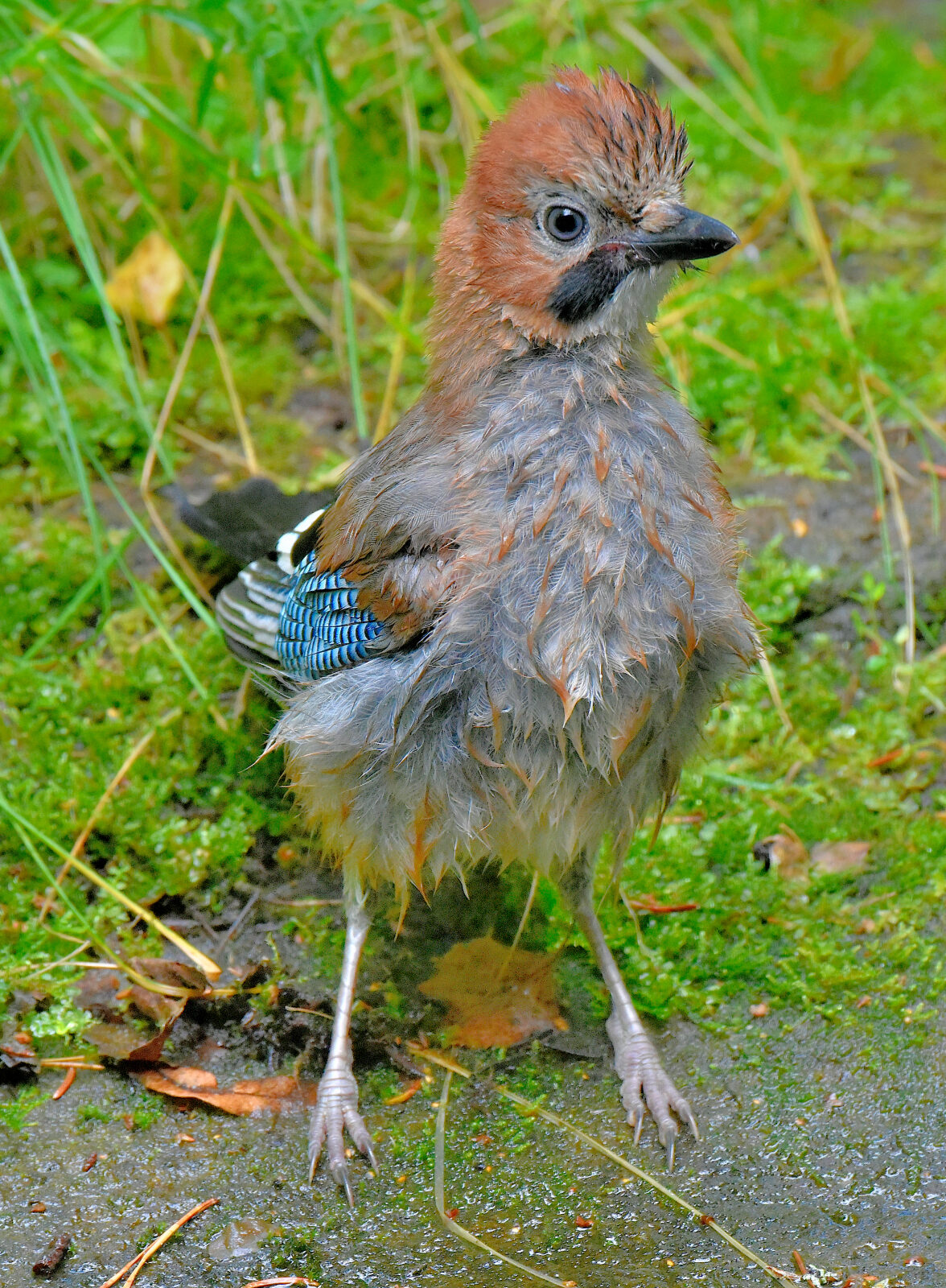 Valokuvaaja: Reijo Juurinen