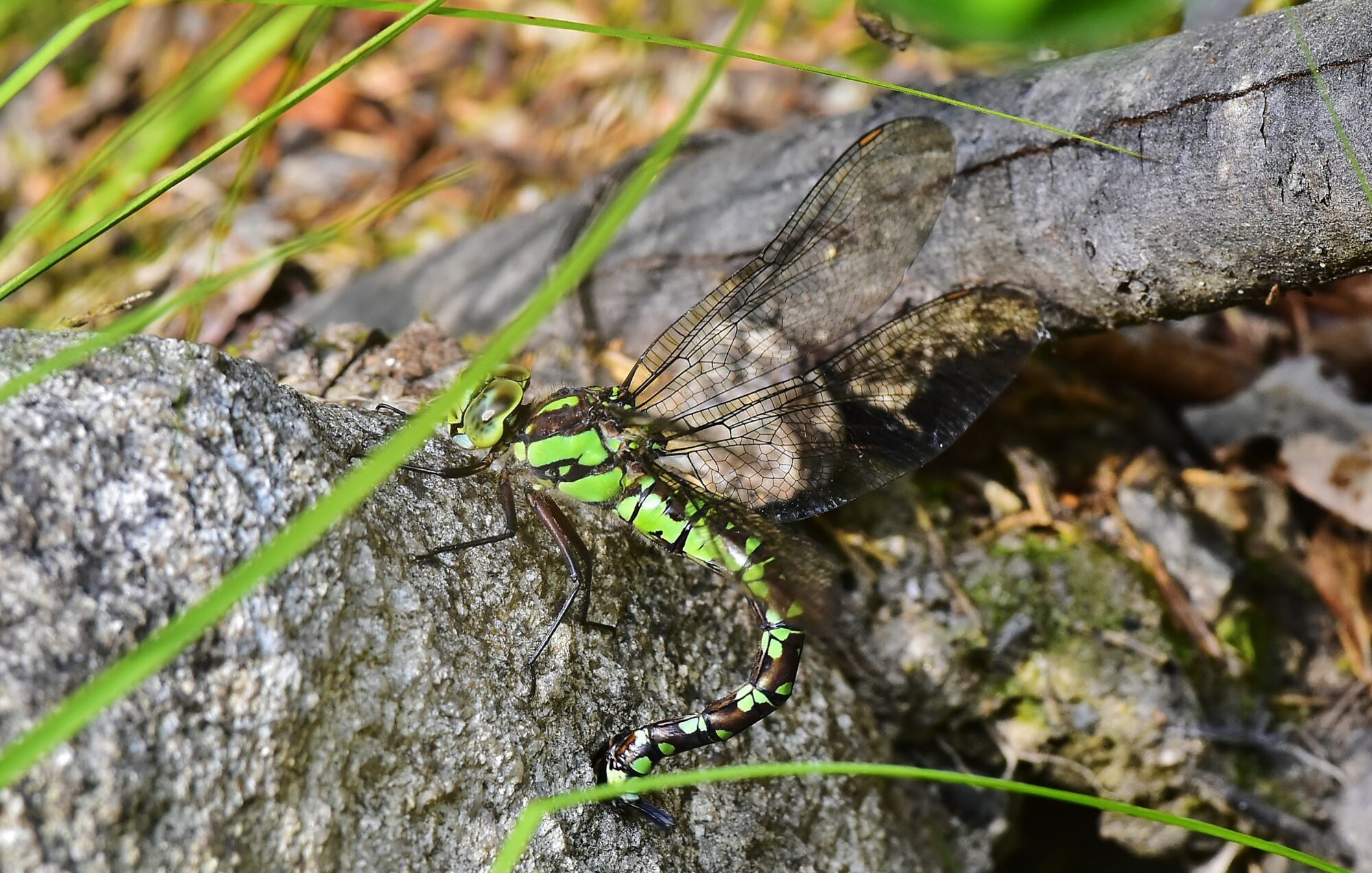 Valokuvaaja: Markku Pelkonen