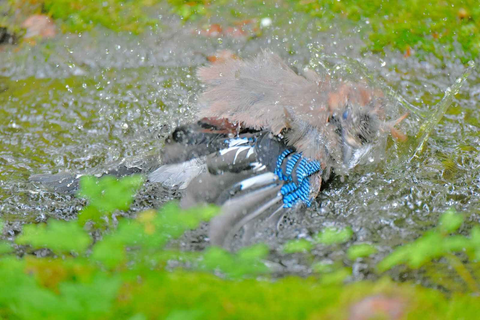 Valokuvaaja: Reijo Juurinen