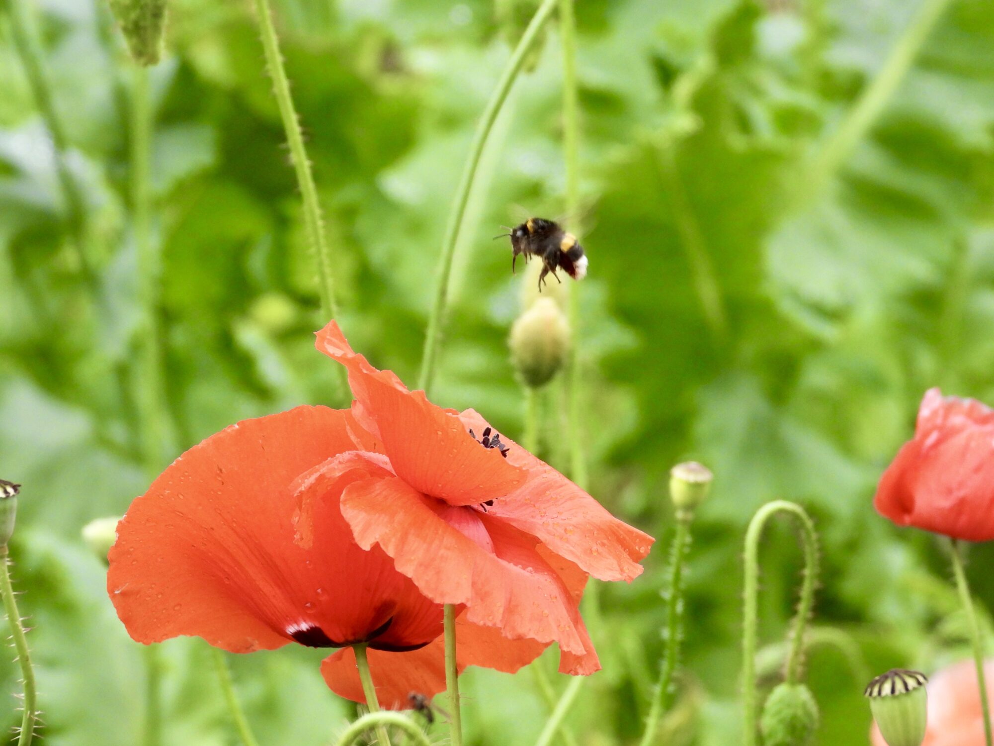 Valokuvaaja: Juhani Peltonen