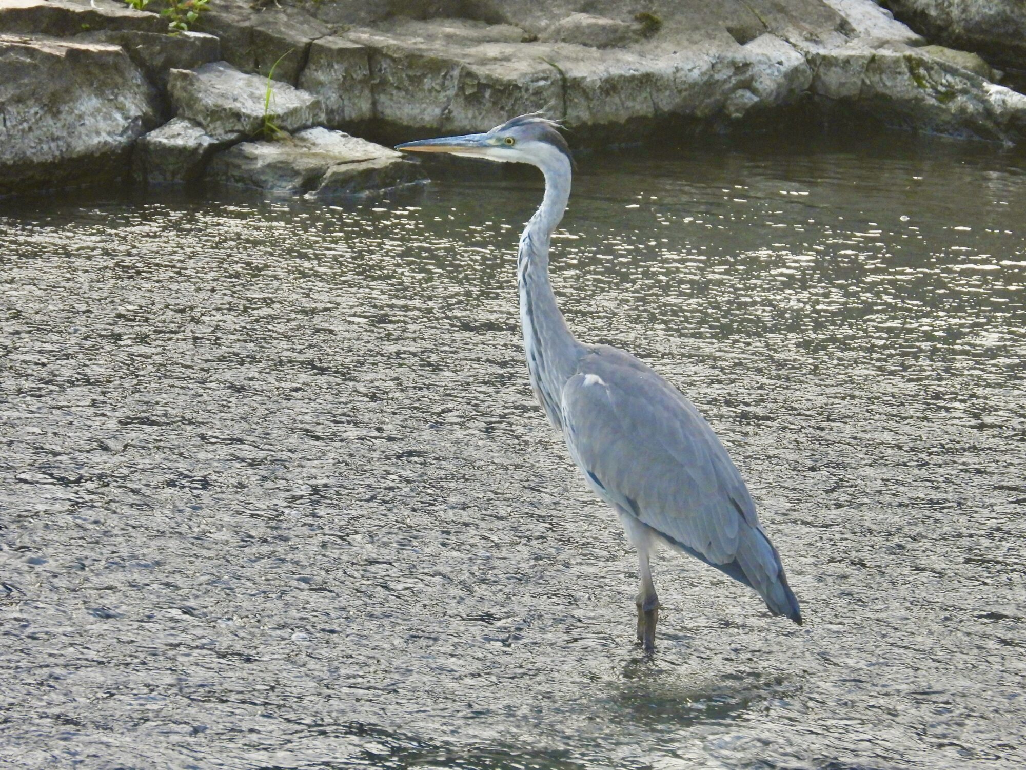 Valokuvaaja: Juhani Peltonen Valokuvaaja: Juhani Peltonen