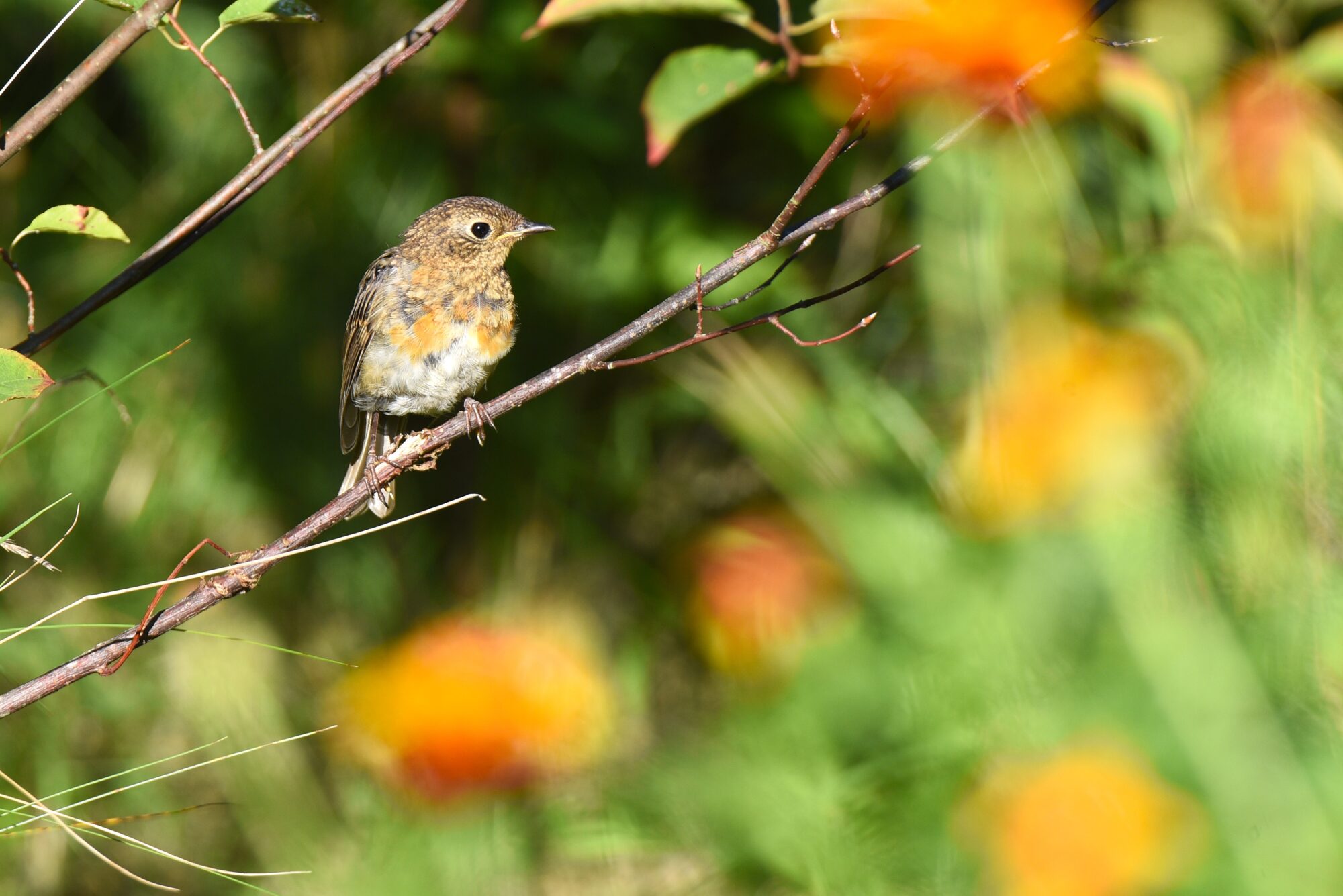 Valokuvaaja: Maarit Siitonen