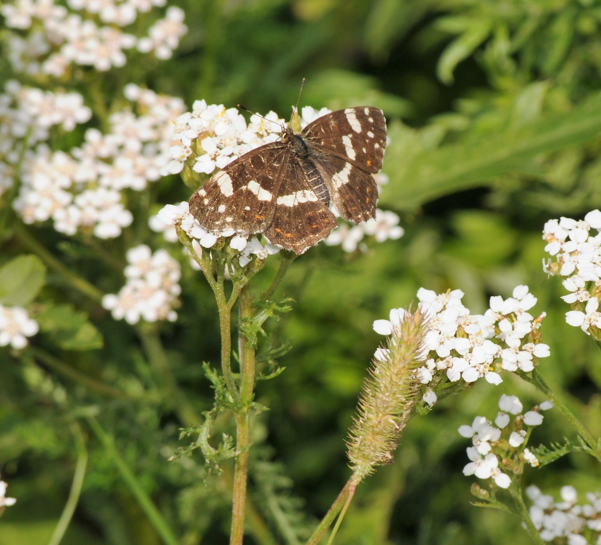 Valokuvaaja: Teuvo Vehkalahti