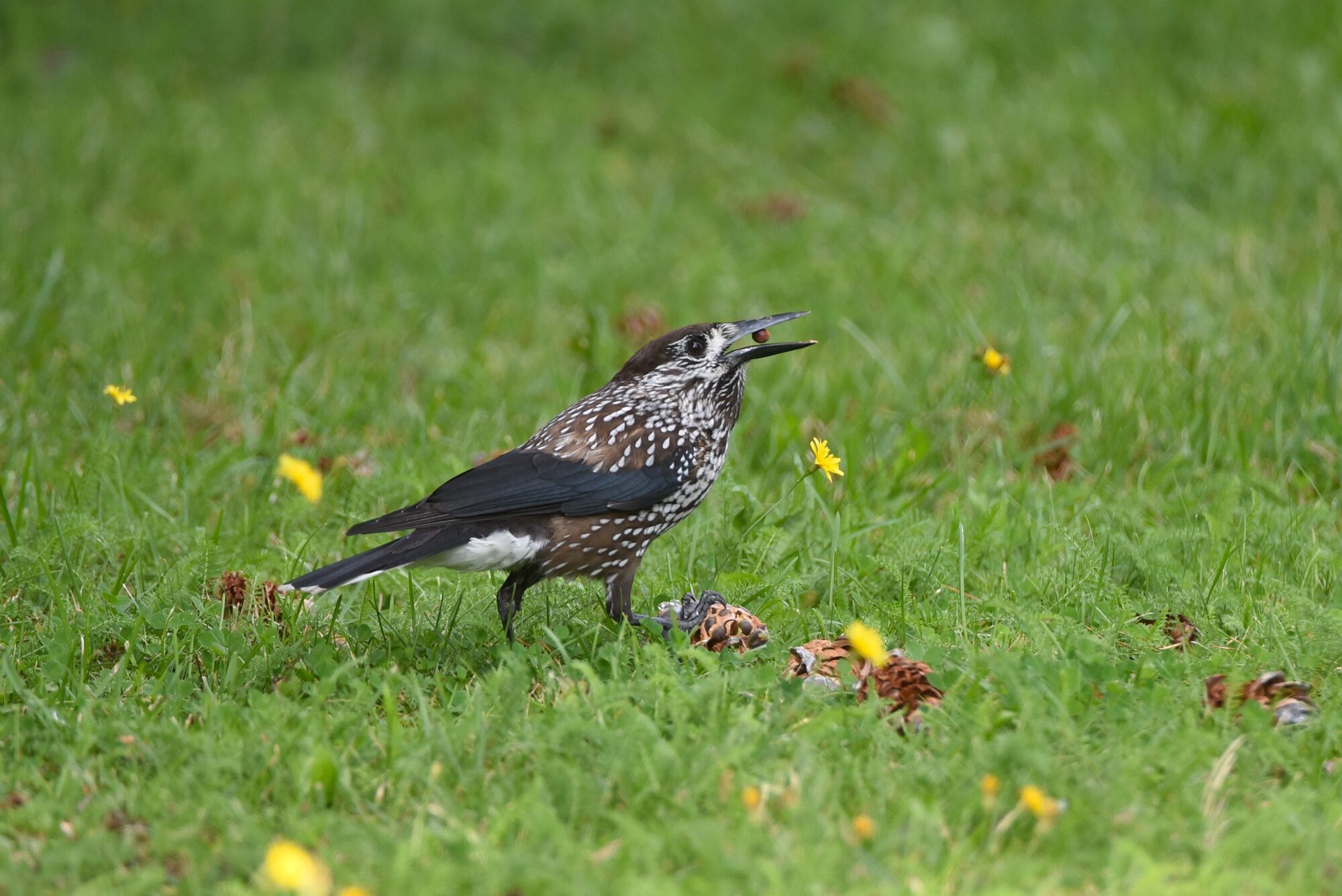 Valokuvaaja: Maarit Siitonen