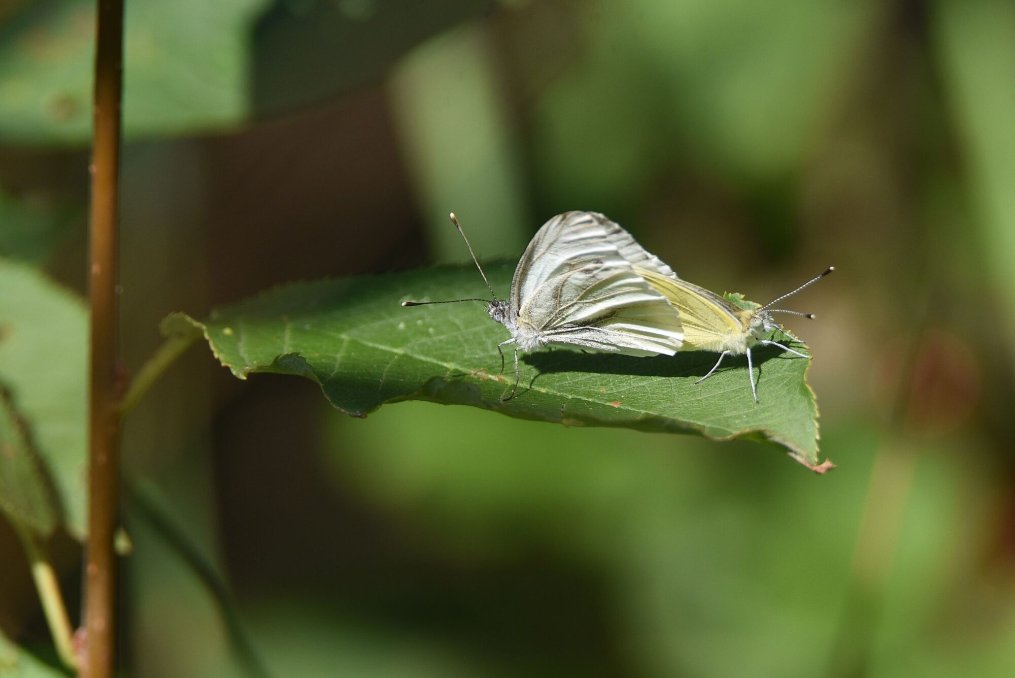 Valokuvaaja: Maarit Siitonen