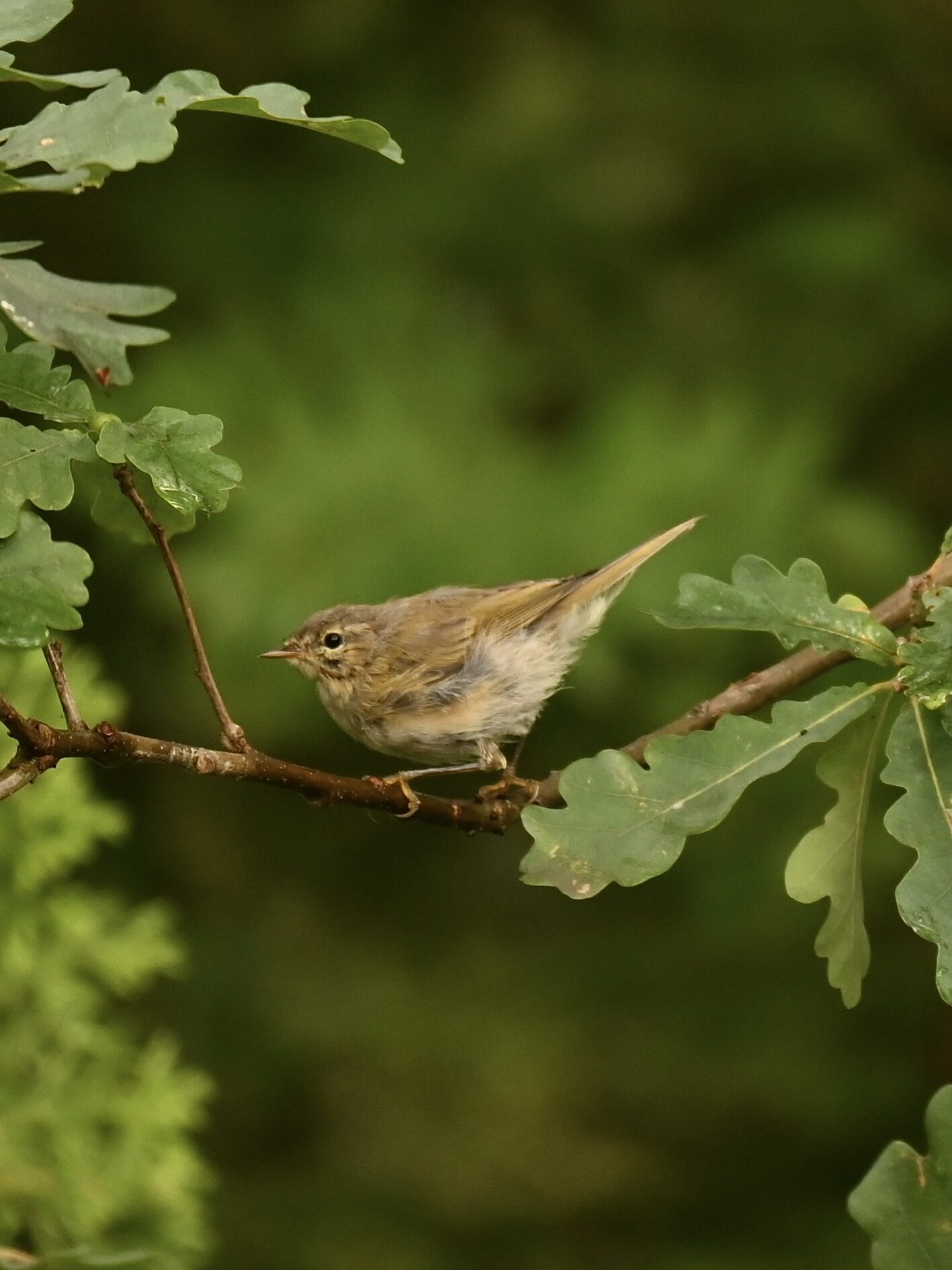 Valokuvaaja: Emilia Miettinen