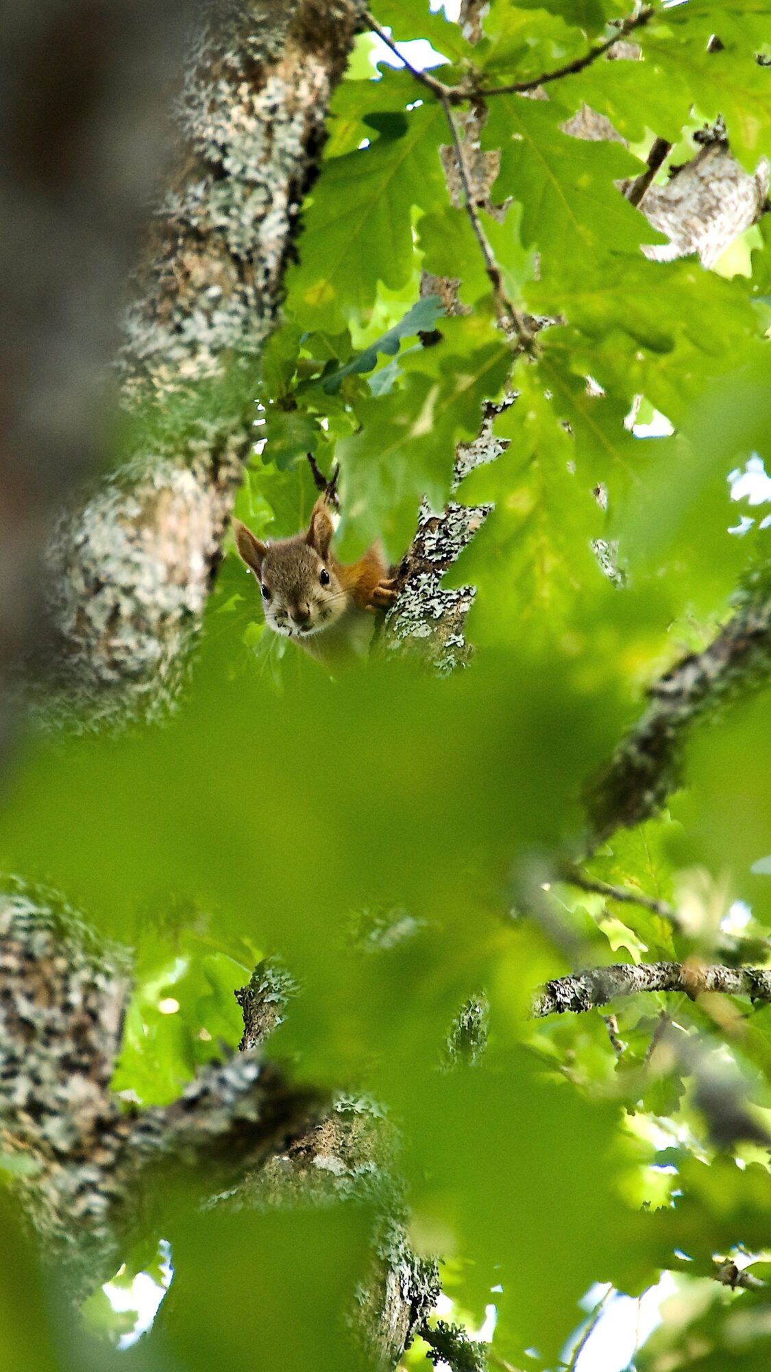 Valokuvaaja: Lasse Rokka