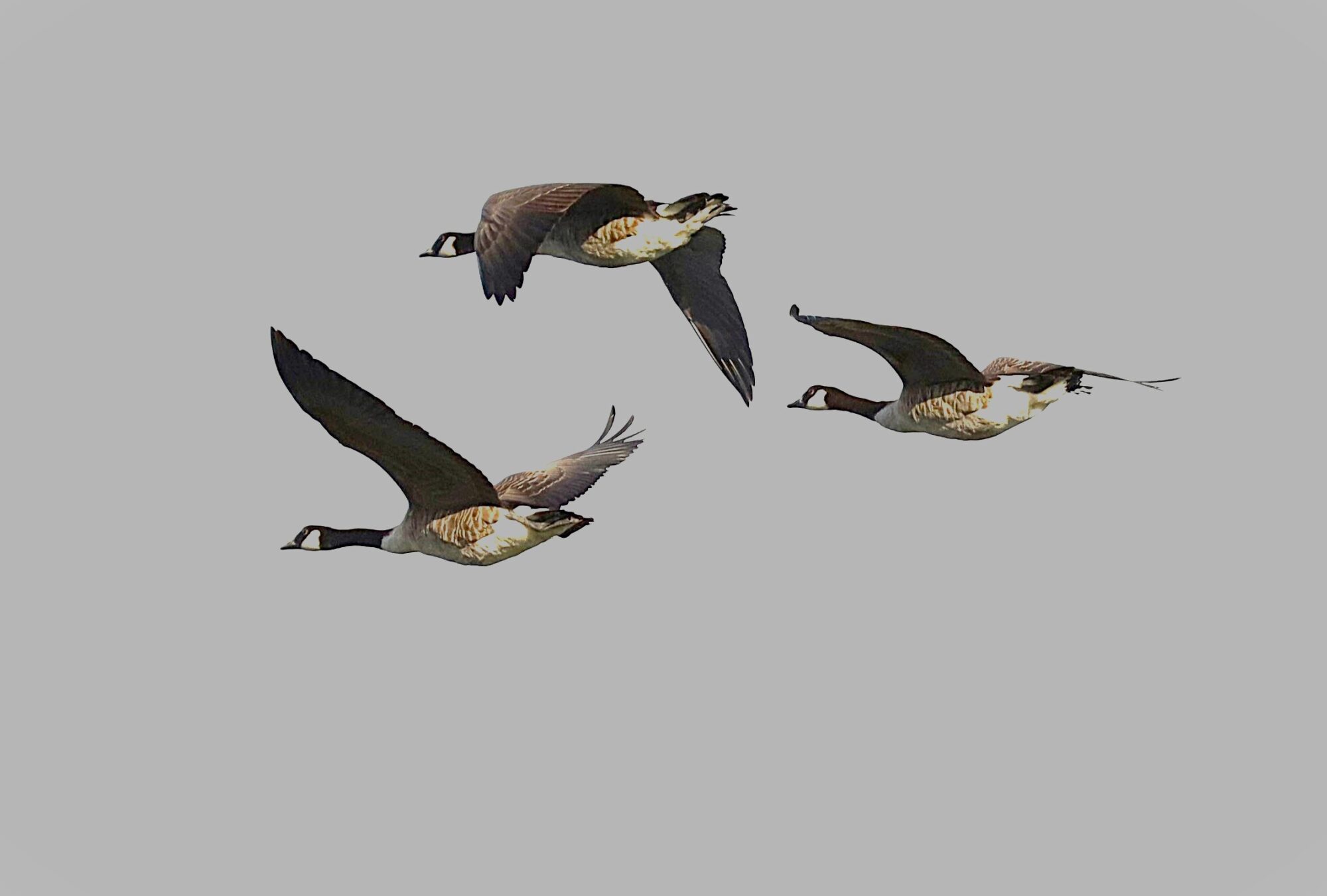 Valokuvaaja: Armi Järvinen