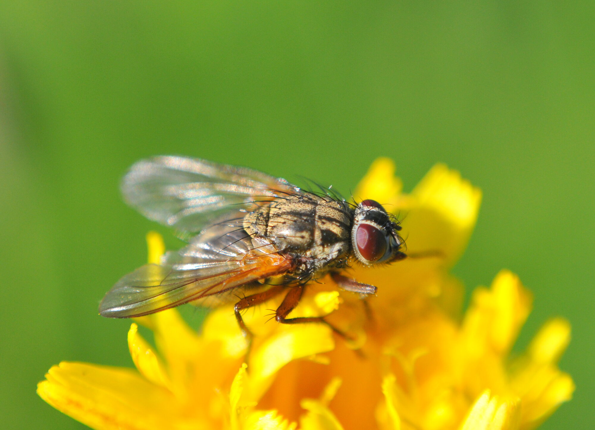 Valokuvaaja: Kaarlo Asikainen