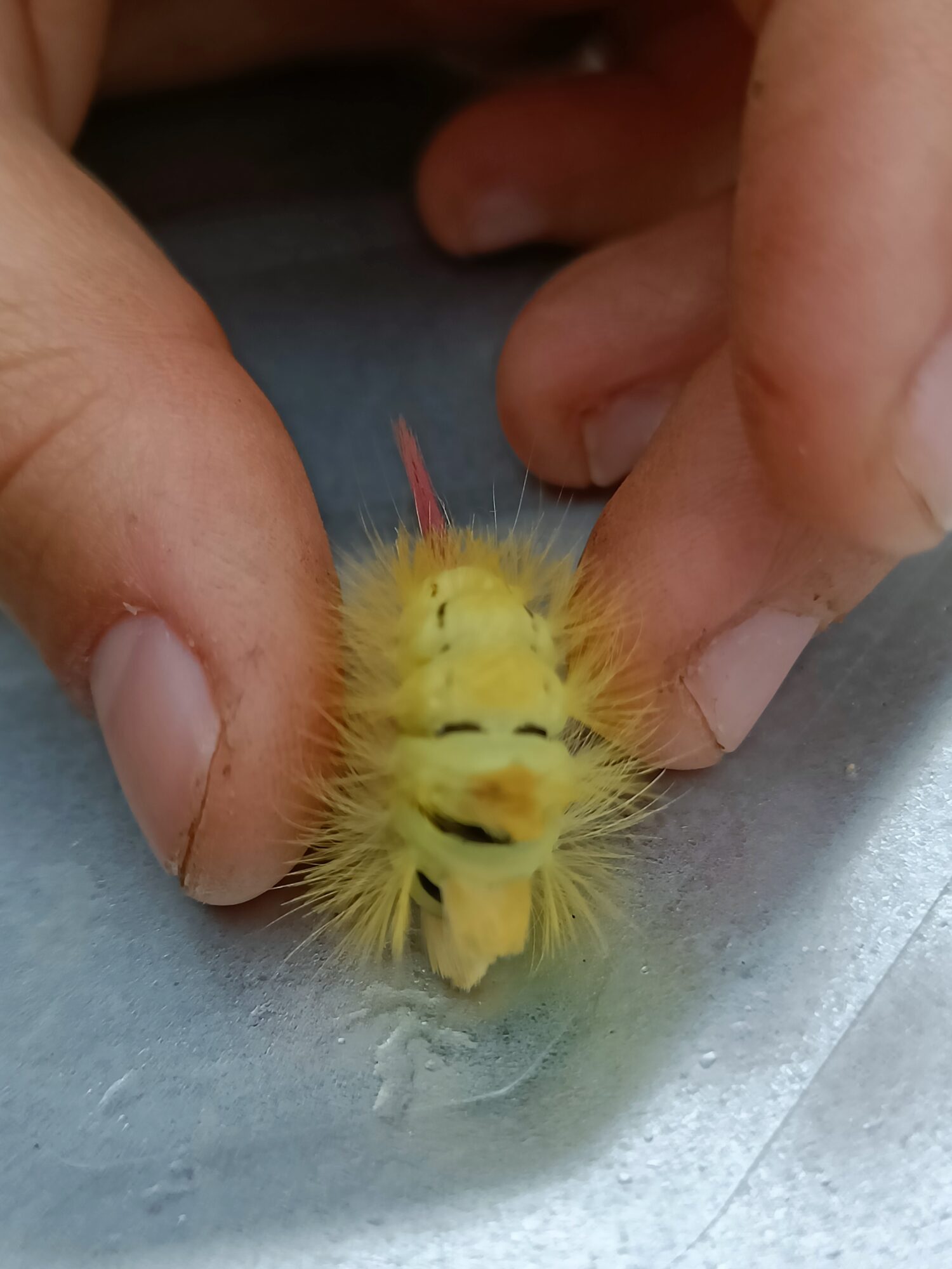 Valokuvaaja: Hannu Juhani Hyvärinen