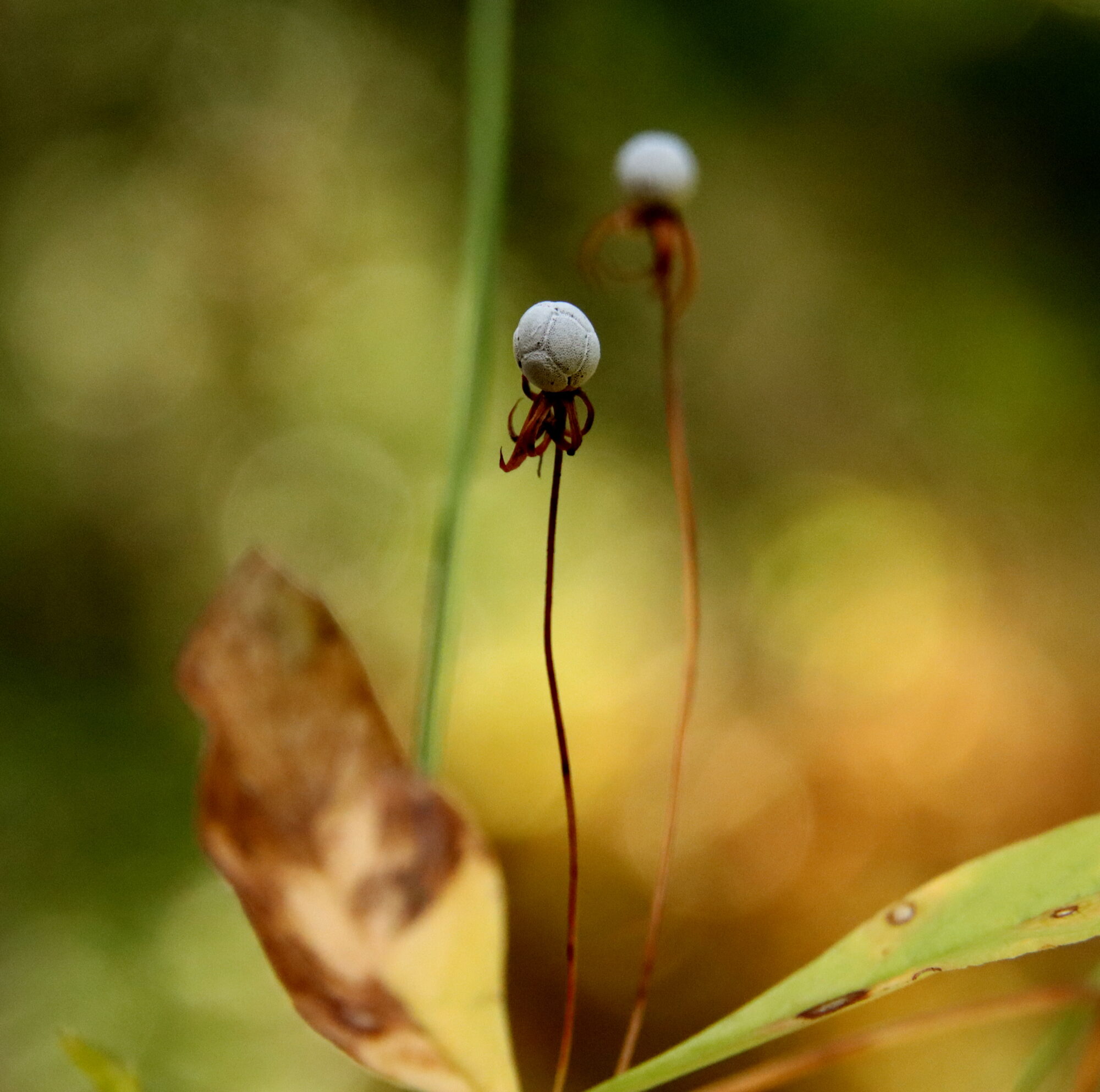 Valokuvaaja: Irja Lehtinen
