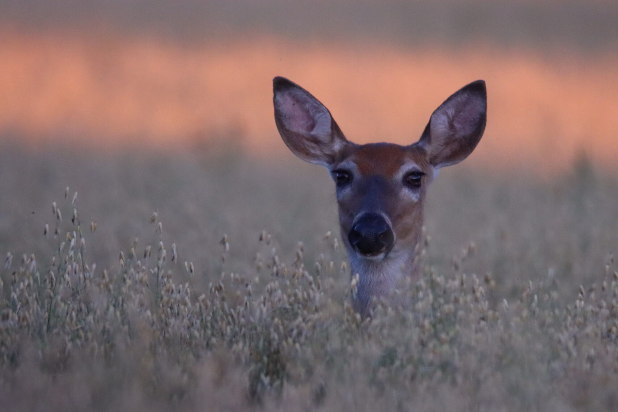 Valokuvaaja: Irja Lehtinen