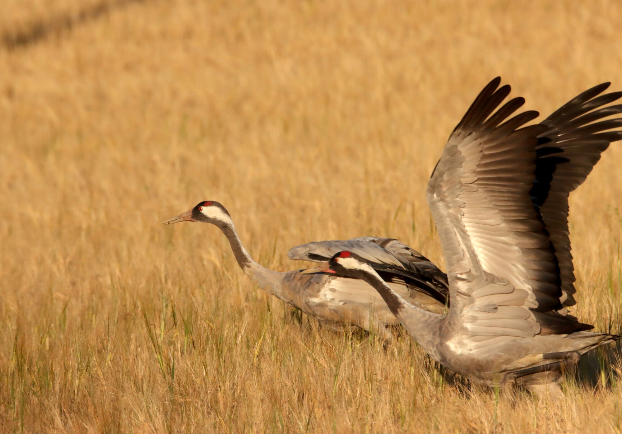Valokuvaaja: Irja Lehtinen