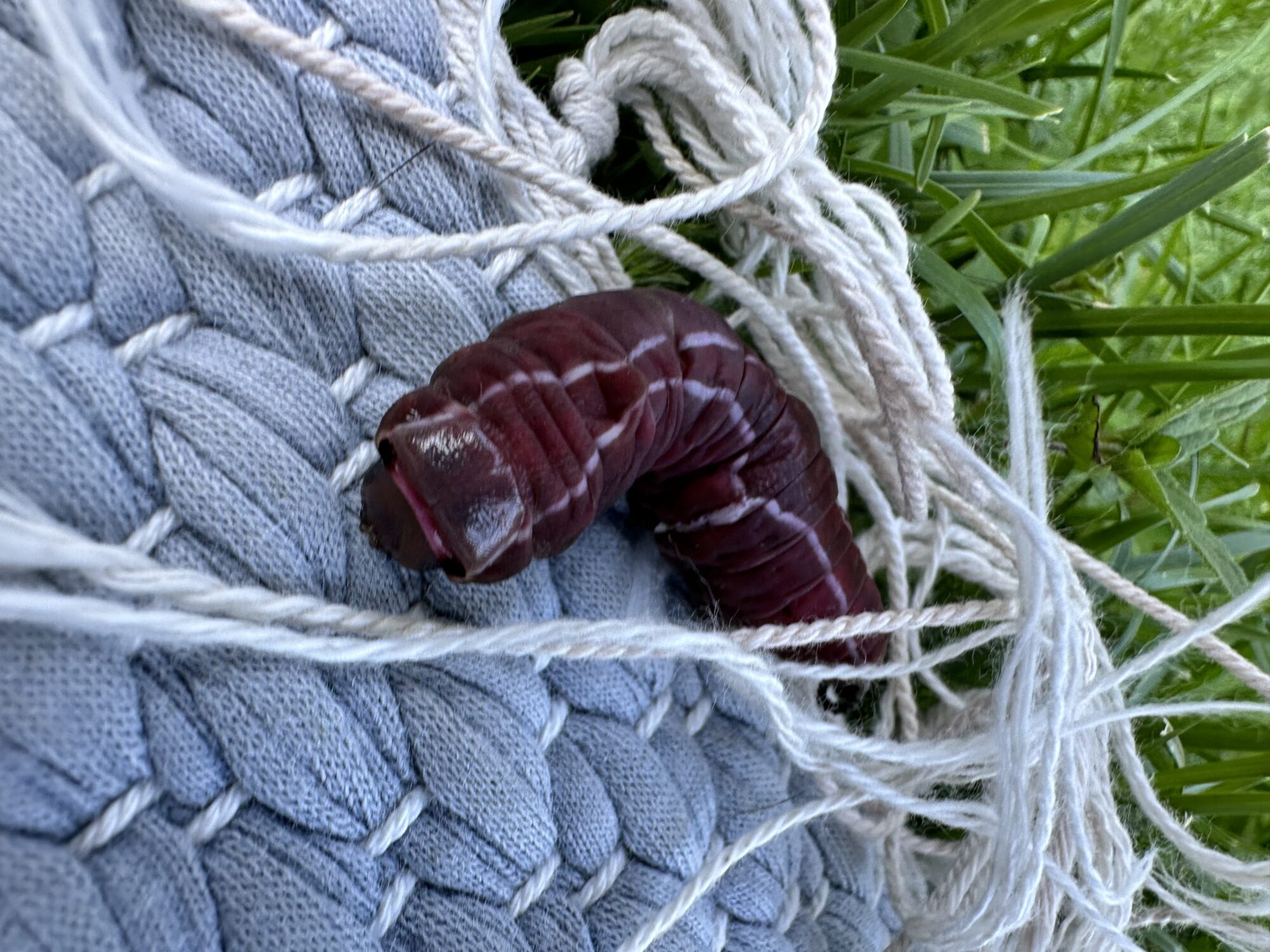 Valokuvaaja: Jasmin Mishima Valokuvaaja: Jasmin Mishima