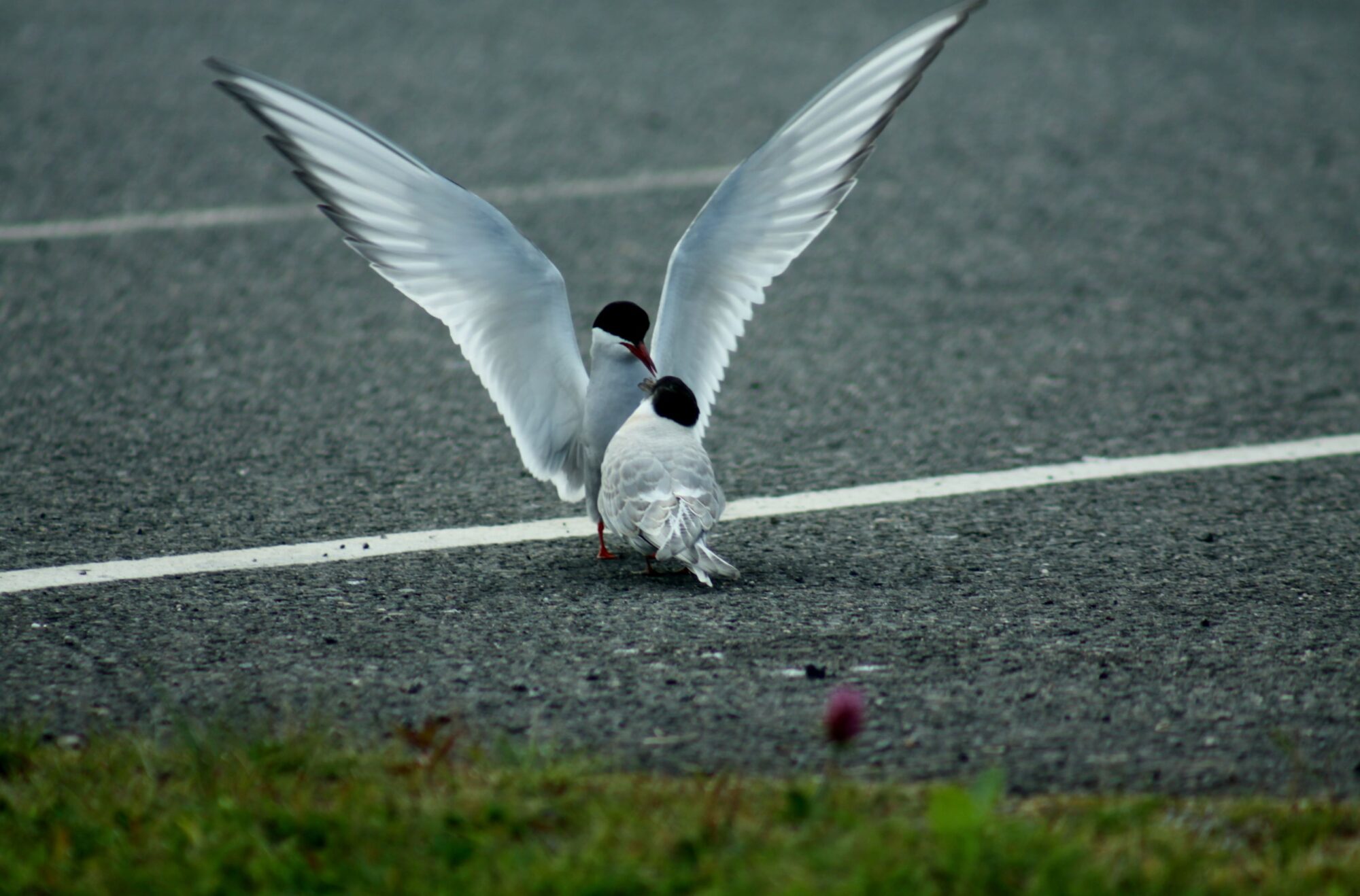 Valokuvaaja: Pirkko Siukonen