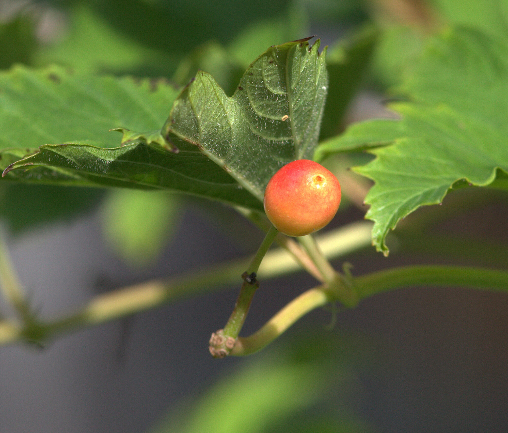 Valokuvaaja: tapio keinonen