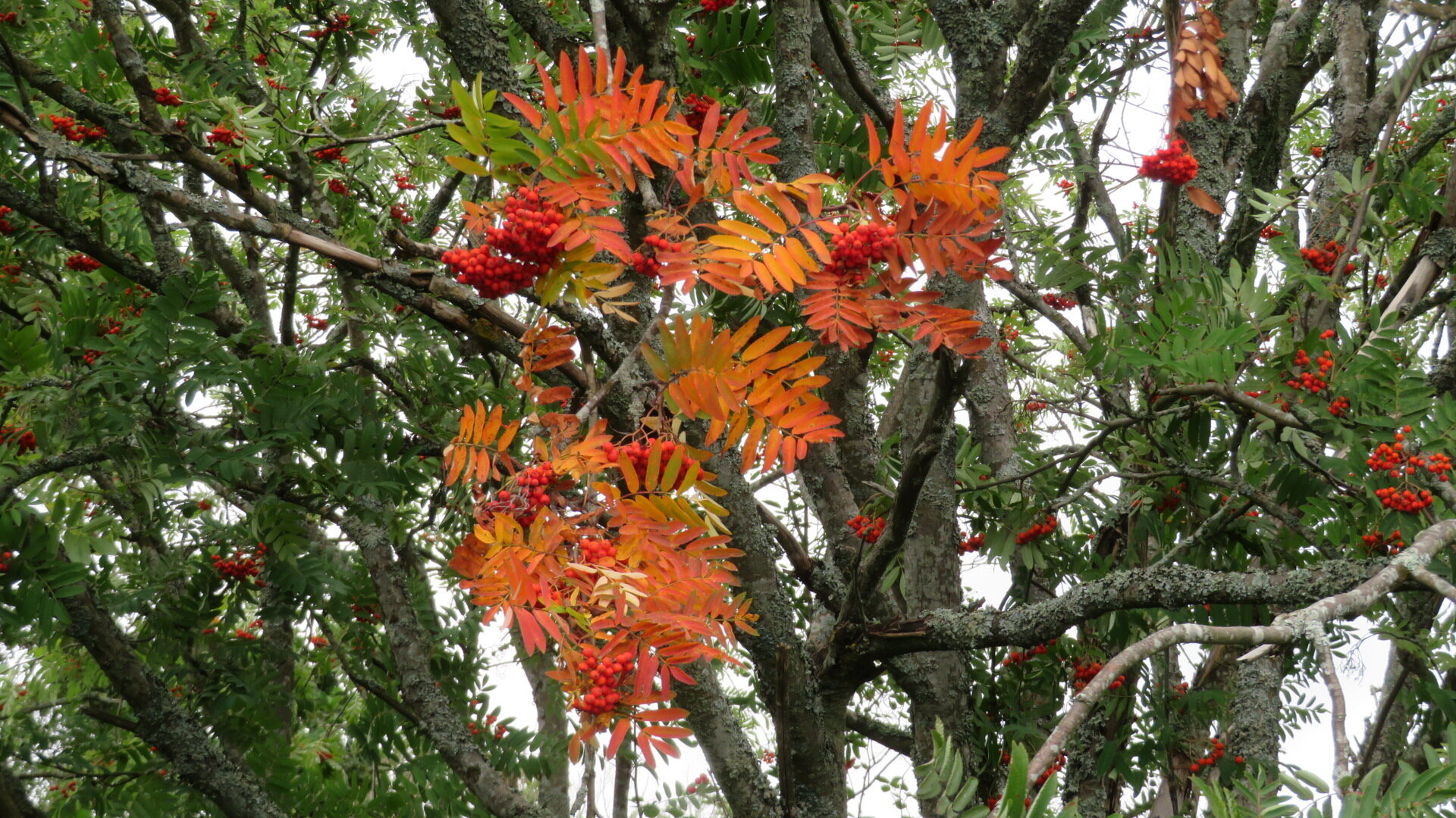 Valokuvaaja: Risto Kangassalo