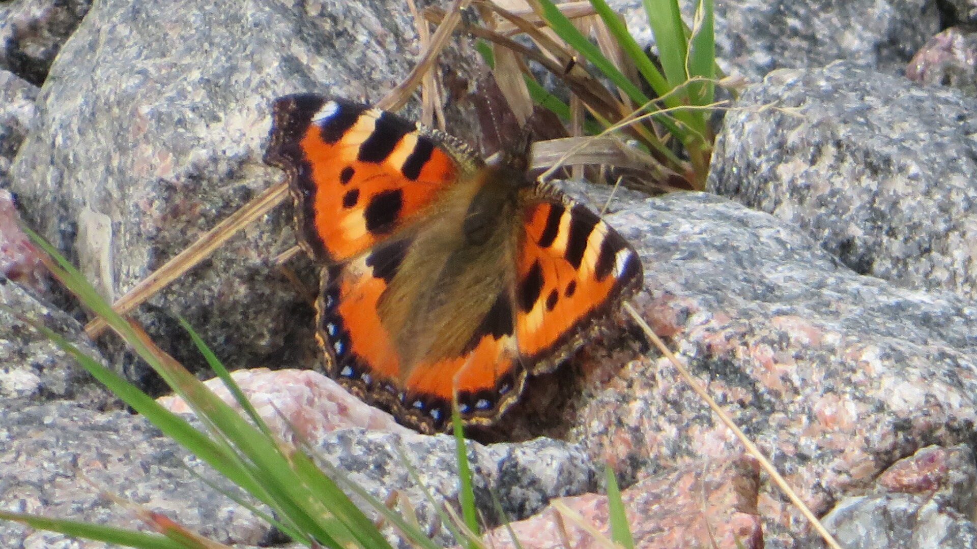 Valokuvaaja: Risto Kangassalo