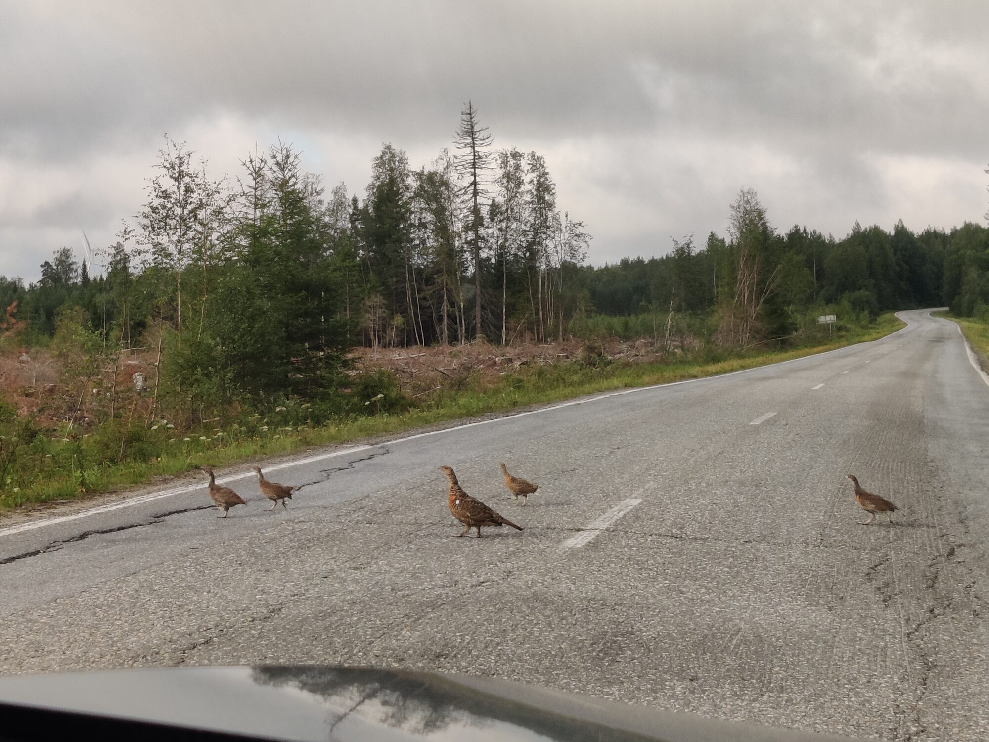 Valokuvaaja: Katja Katajisto