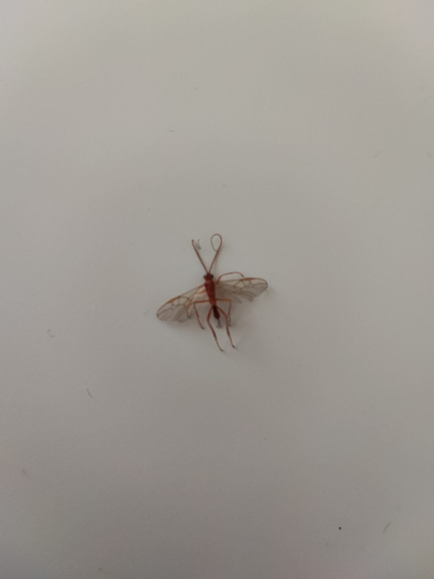 Valokuvaaja: Mika Urataipale