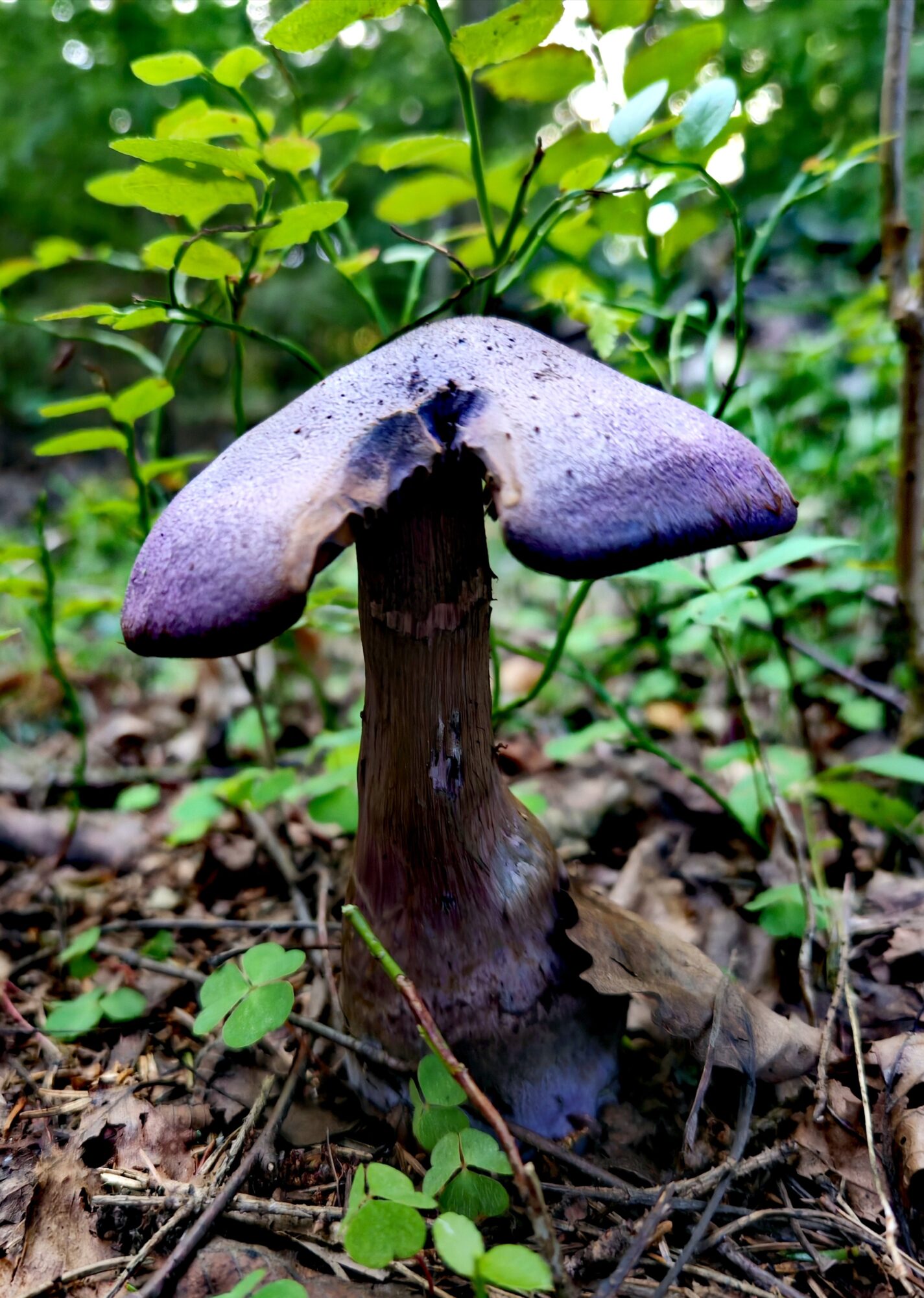 Valokuvaaja: Inga Pyykkö