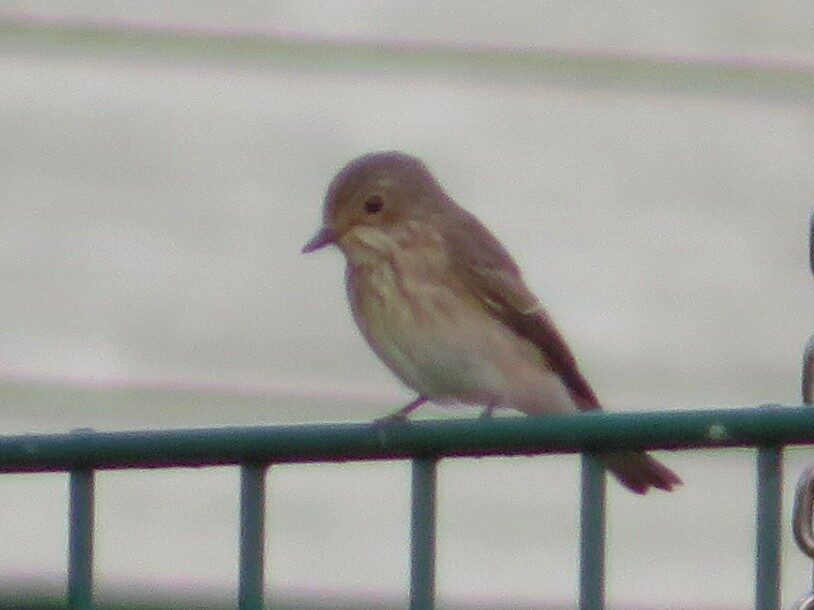 Valokuvaaja: Risto Kangassalo