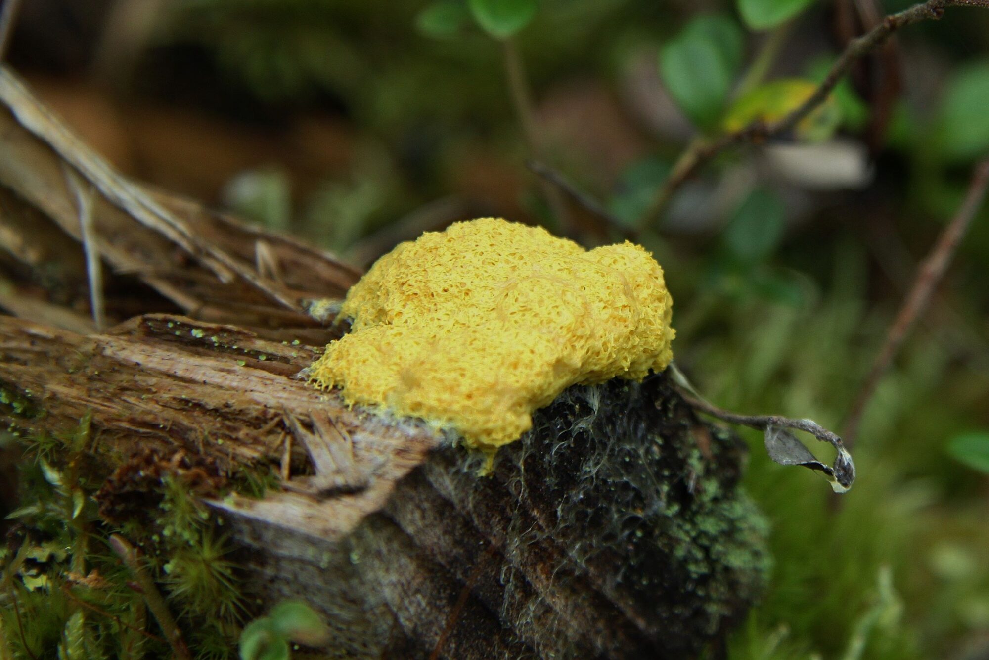 Valokuvaaja: Pirkko Siukonen