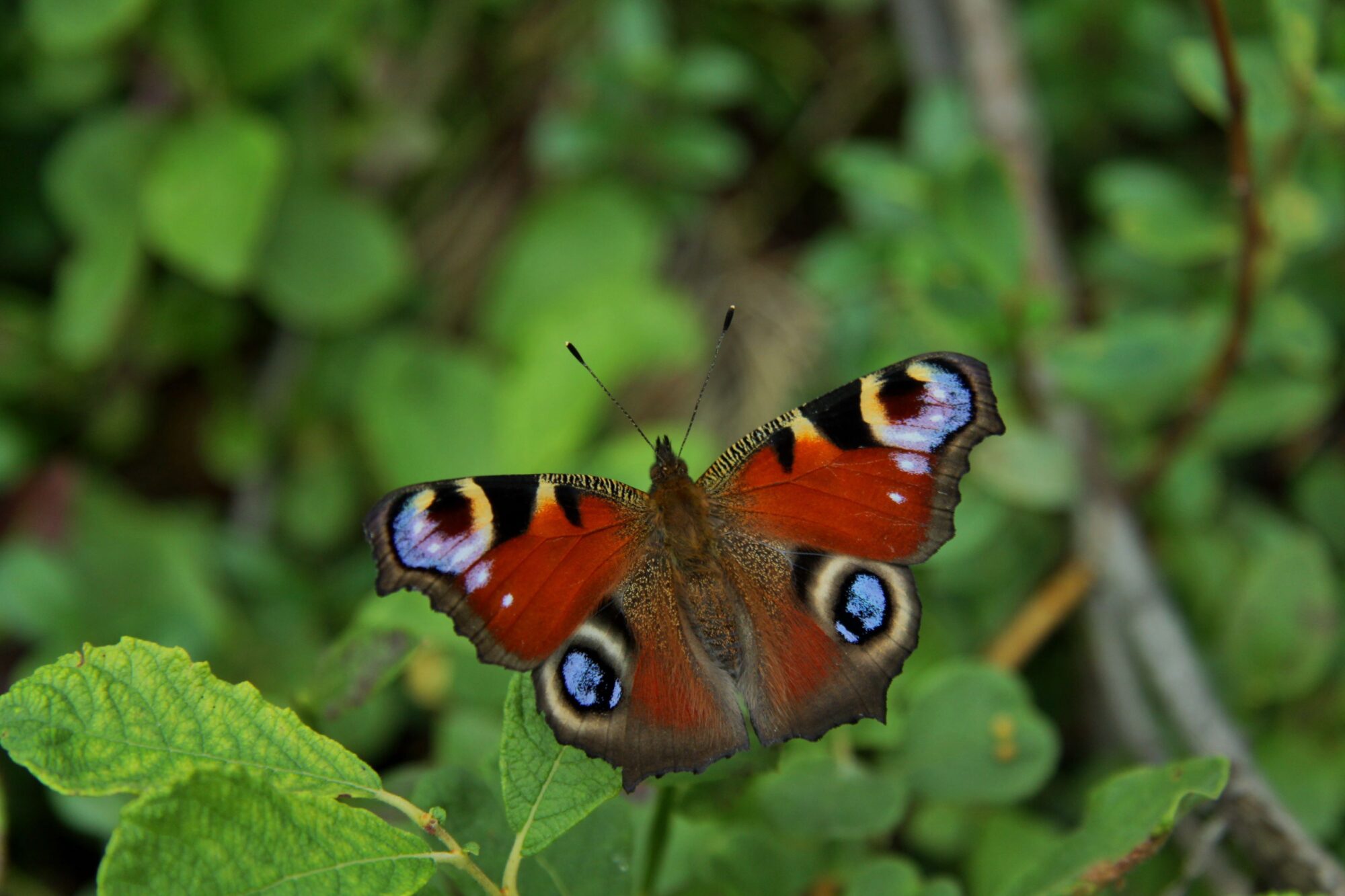 Valokuvaaja: Pirkko Siukonen