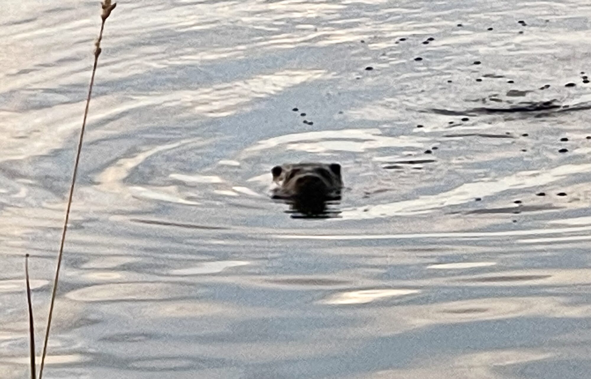 Valokuvaaja: Liisa Niiva-Korpela