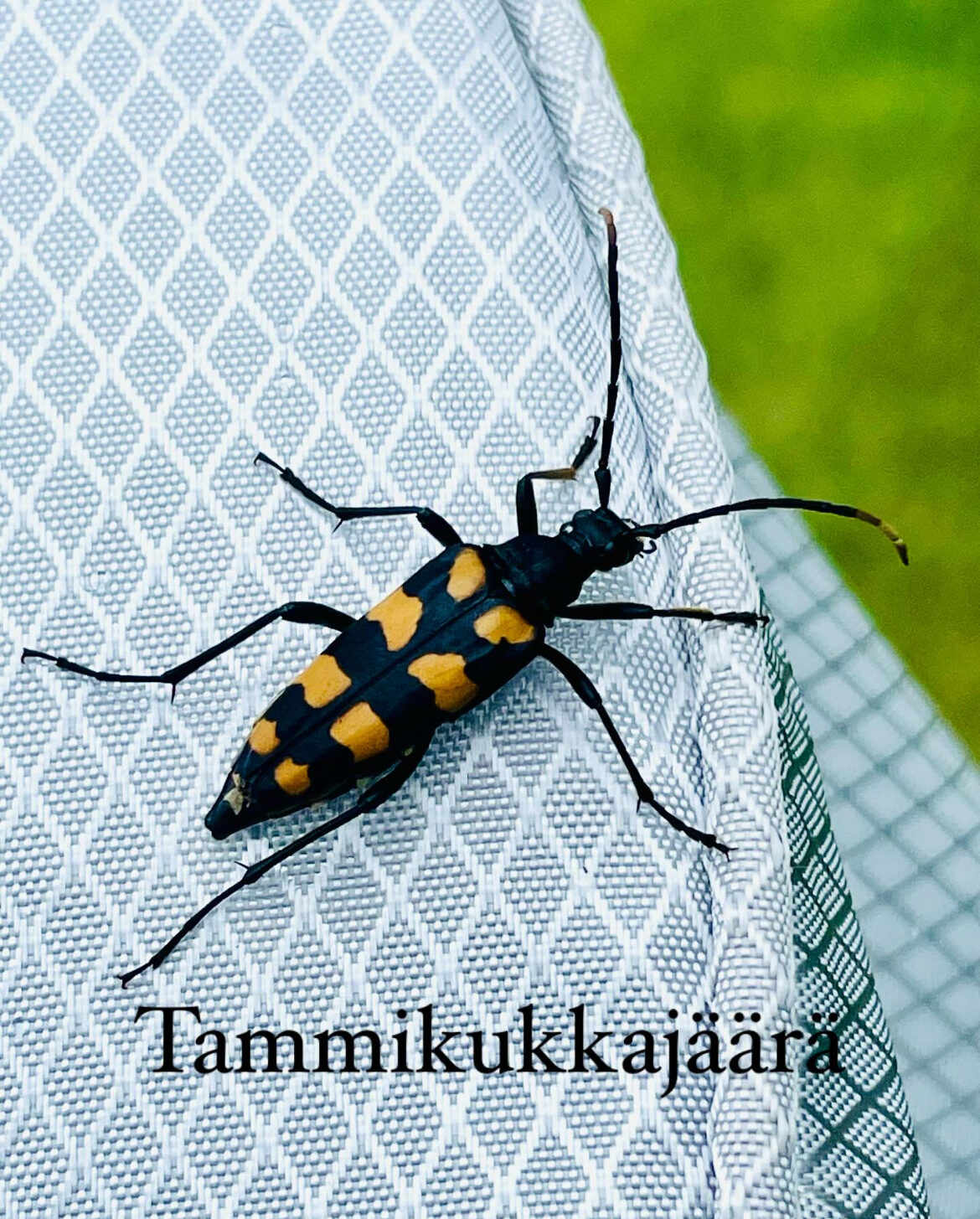 Valokuvaaja: Pirjo Kallio