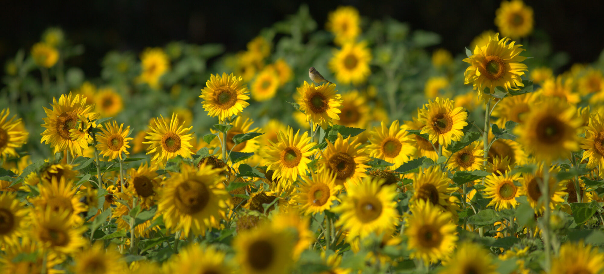 Valokuvaaja: Tapio Keinonen