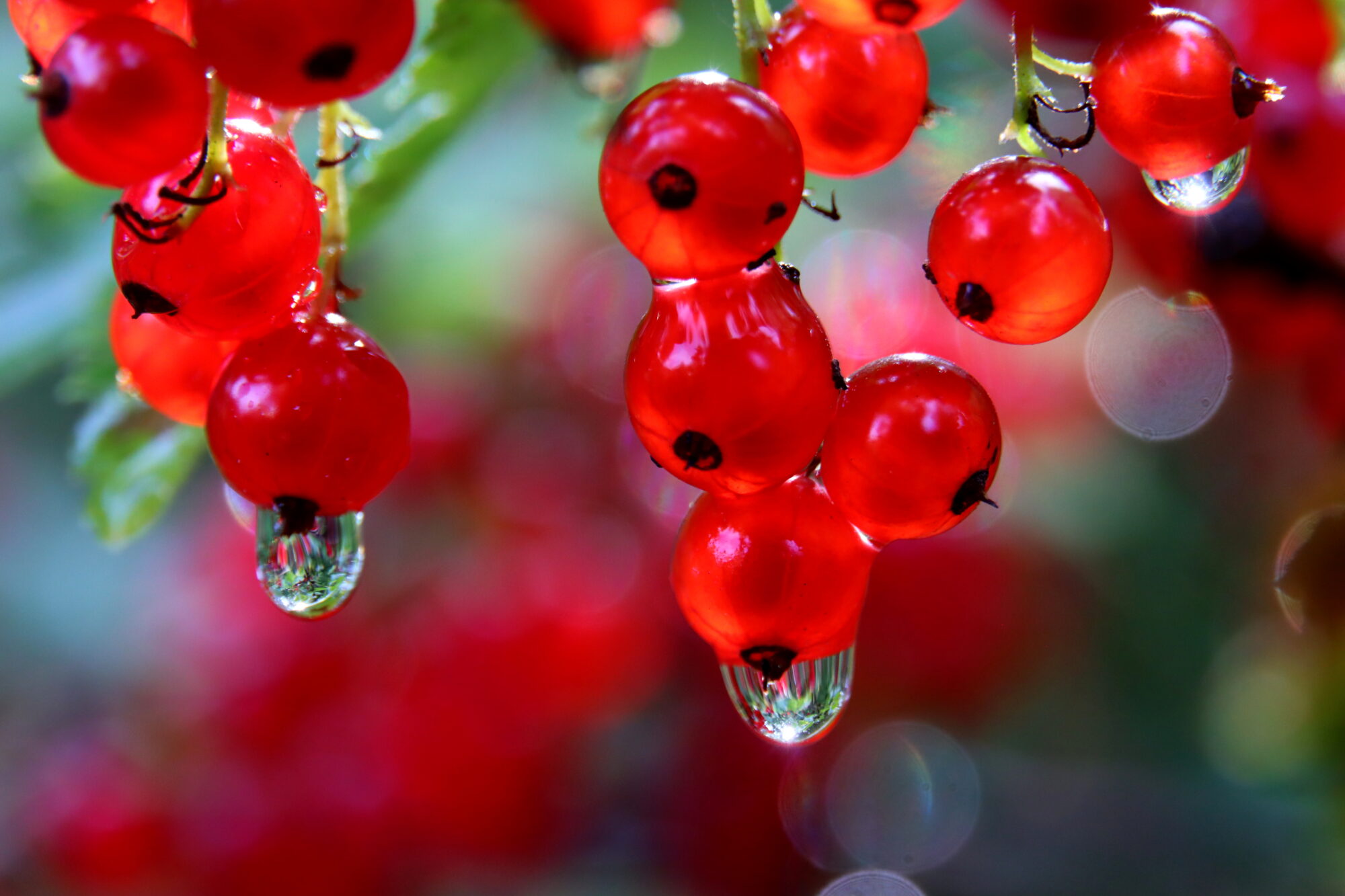 Valokuvaaja: Irja Lehtinen Valokuvaaja: Irja Lehtinen